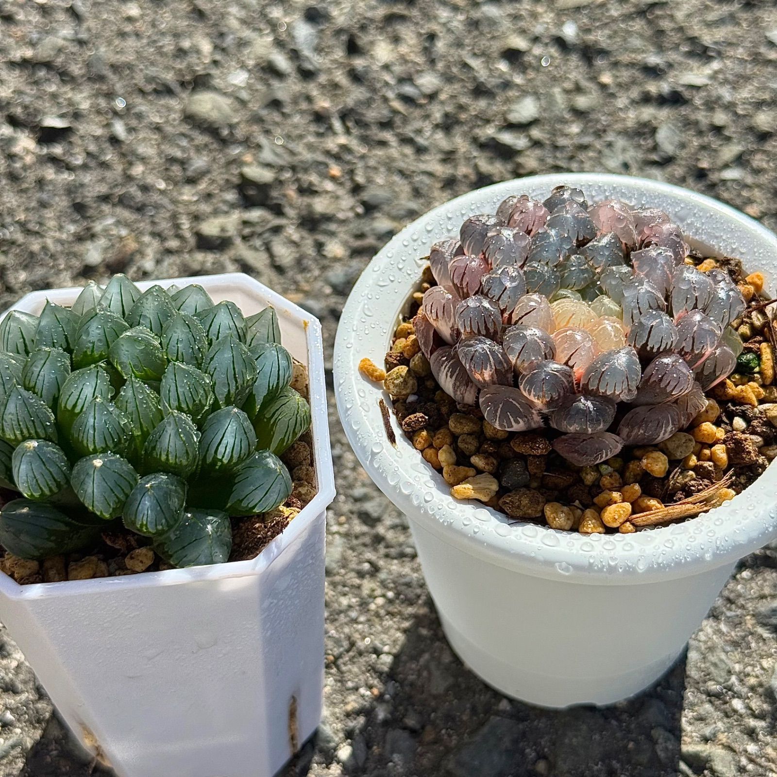 年末 ドドソンオブツーサ錦S 1０２７ ブルーレイオブツーサ