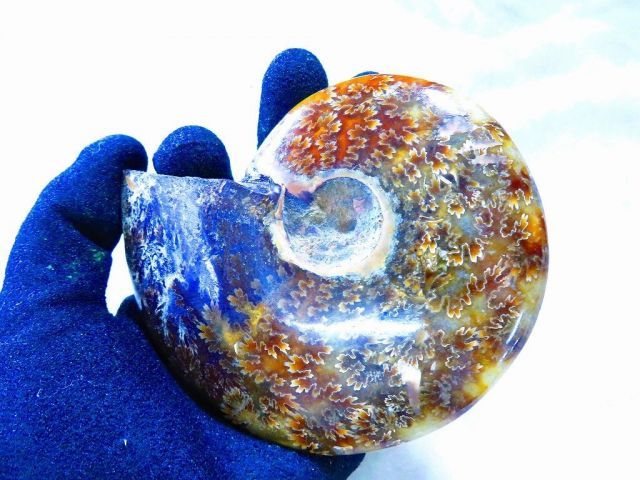 数万個の中の一個☆天然マダガスカル産 ☆ 縫合線オパールアンモナイト