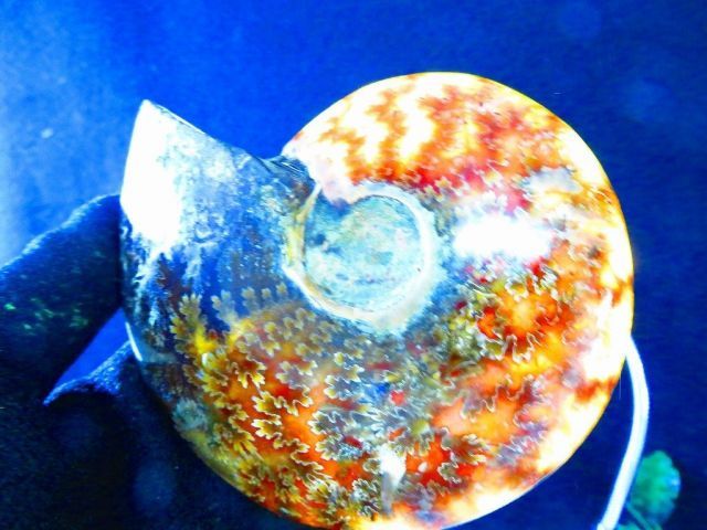 数万個の中の一個☆天然マダガスカル産 ☆ 縫合線オパールアンモナイト