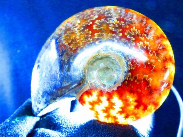 数万個の中の一個☆天然マダガスカル産 ☆ 縫合線オパールアンモナイト