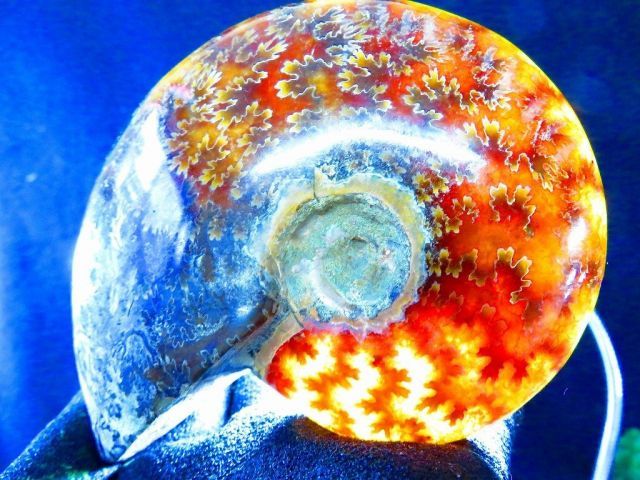 マダガスカル産　縫合糸　アンモナイト　化石　特大型　最高位 マダガスカル産 縫合糸 アンモナイト 化石 特大型 最高位 マダガスカル