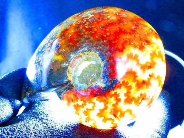 数万個の中の一個☆天然マダガスカル産 ☆ 縫合線オパールアンモナイト