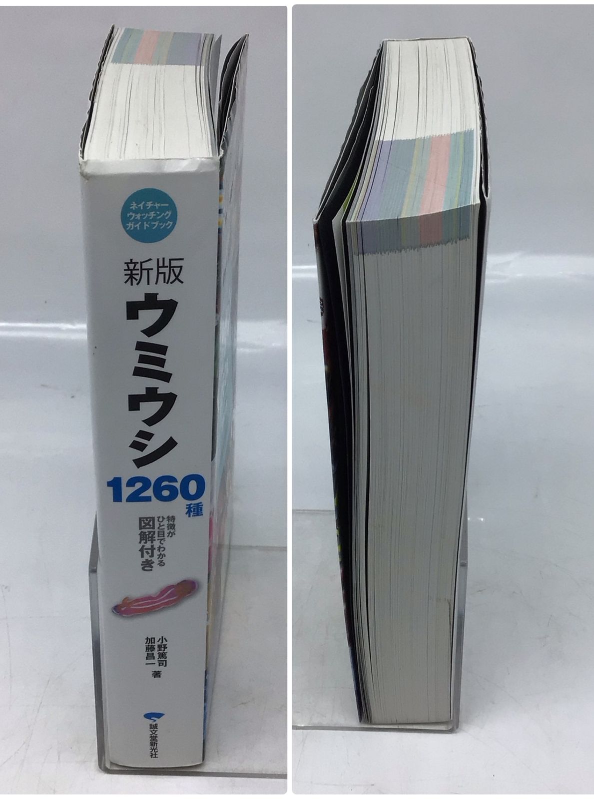 12166 ウミウシ 1260種 ネイチャーウォッチングガイドブック 特徴が