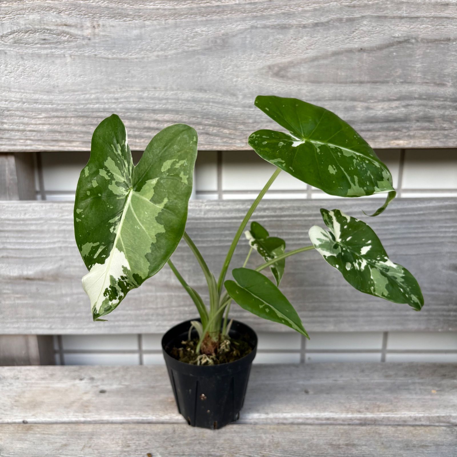 クワズイモ 斑入り 3株 - メルカリ