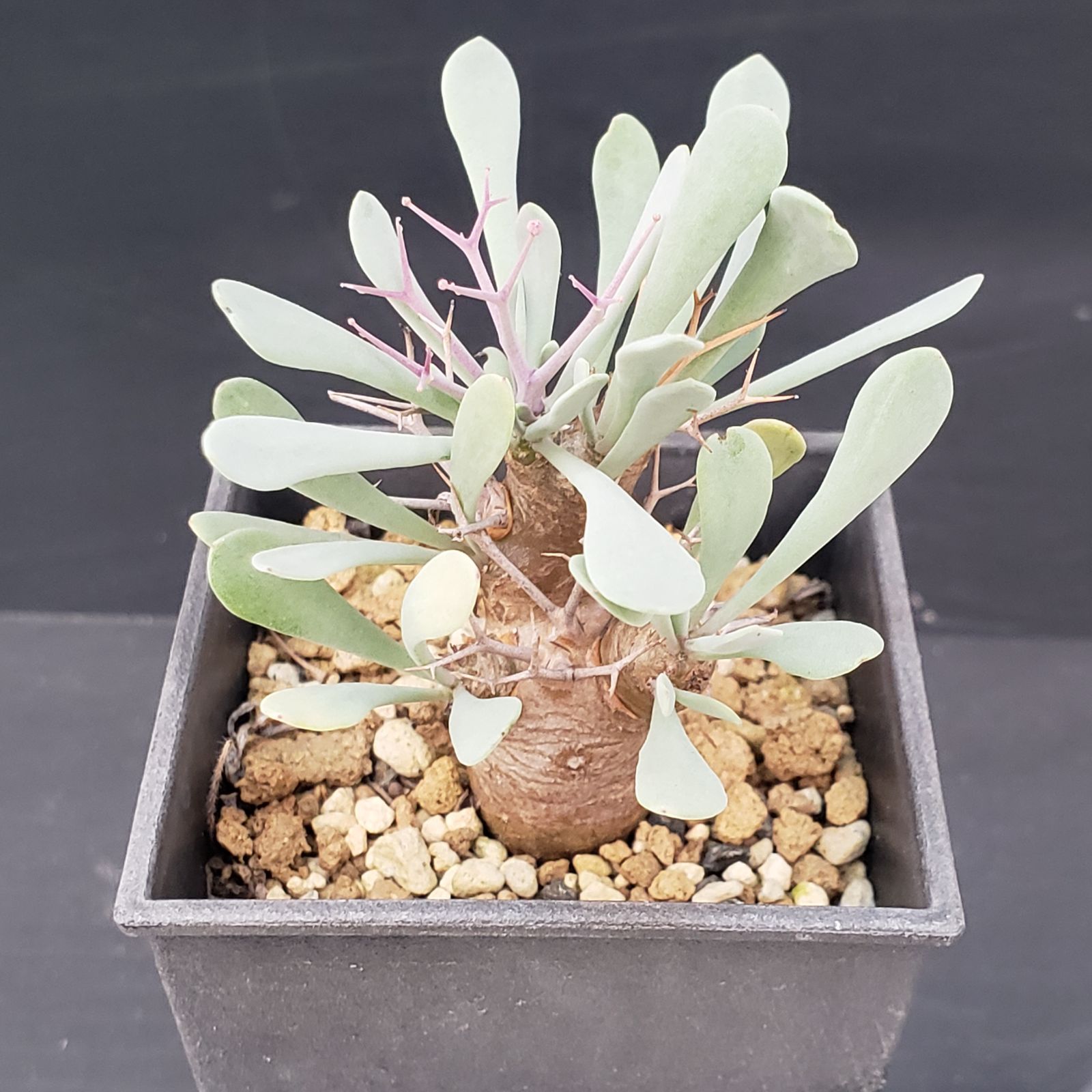 H136【自社養生株】オトンナ ユーフォルビオイデス（発根株・鉢植え