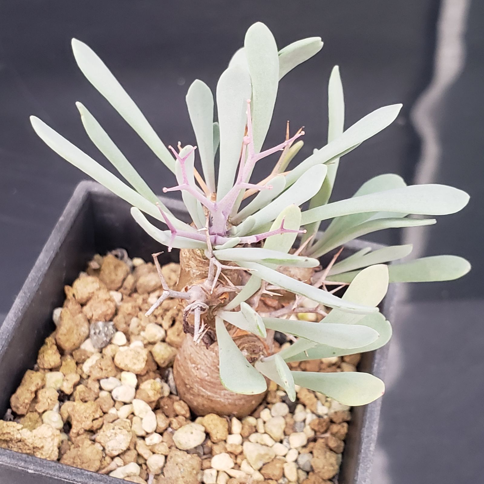 H136【自社養生株】オトンナ ユーフォルビオイデス（発根株・鉢植え