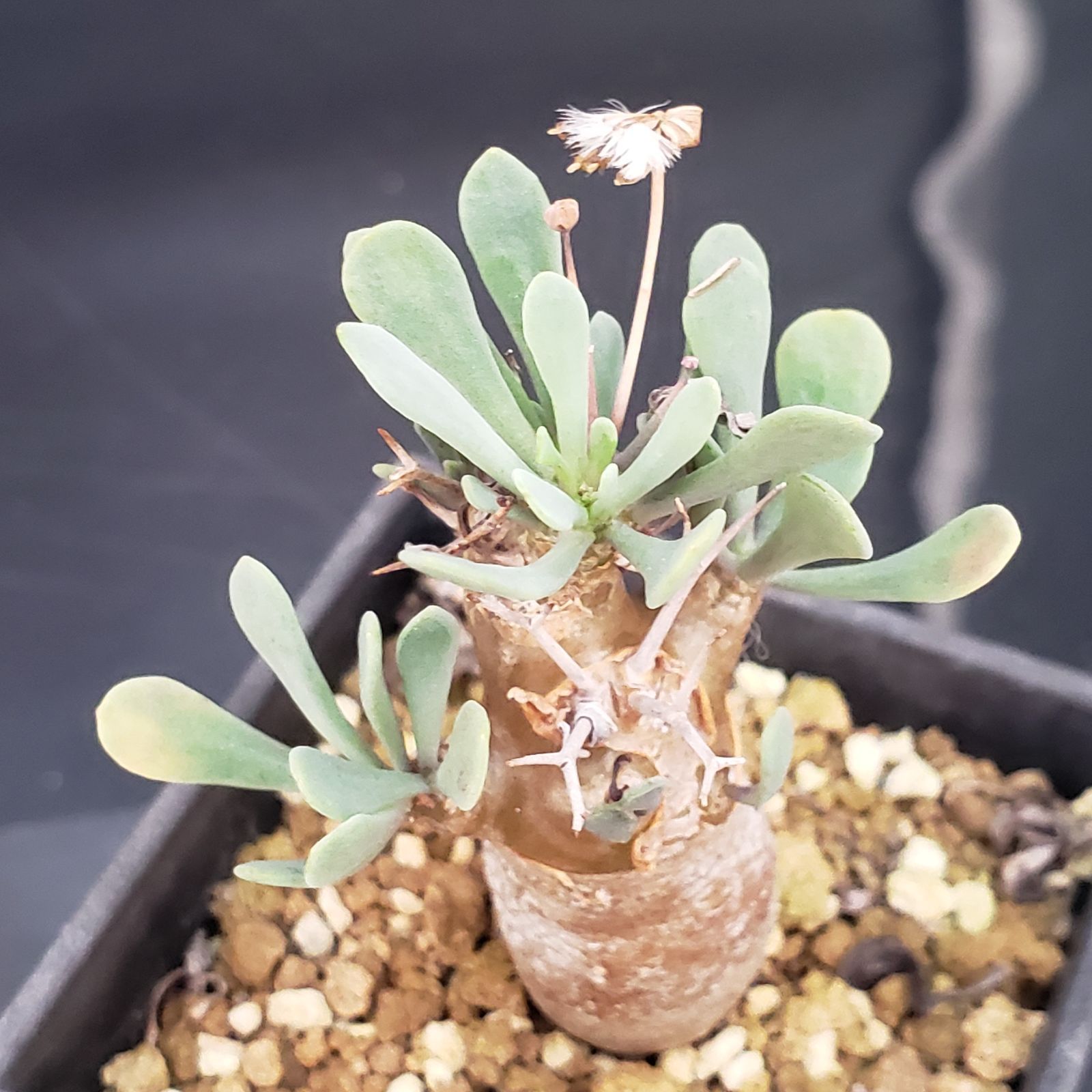 H137【自社養生株】オトンナ ユーフォルビオイデス（発根株・鉢植え