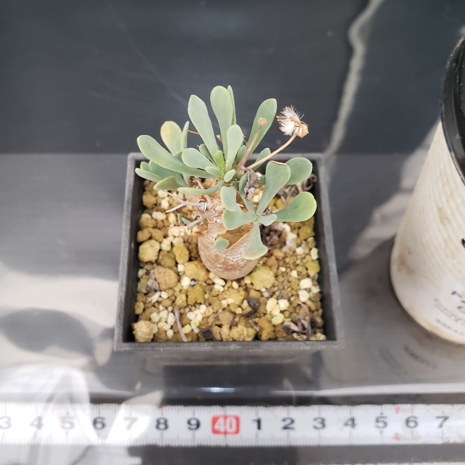 【特選株】お買い得！オトンナ ユーフォルビオイデス 塊根植物 ｵﾄﾝﾅﾕｰﾌｫﾙﾋﾞ・ｵｲﾃﾞｽ(黒鬼城) 実生約80日 鉢上げしたオトンナが見事に花