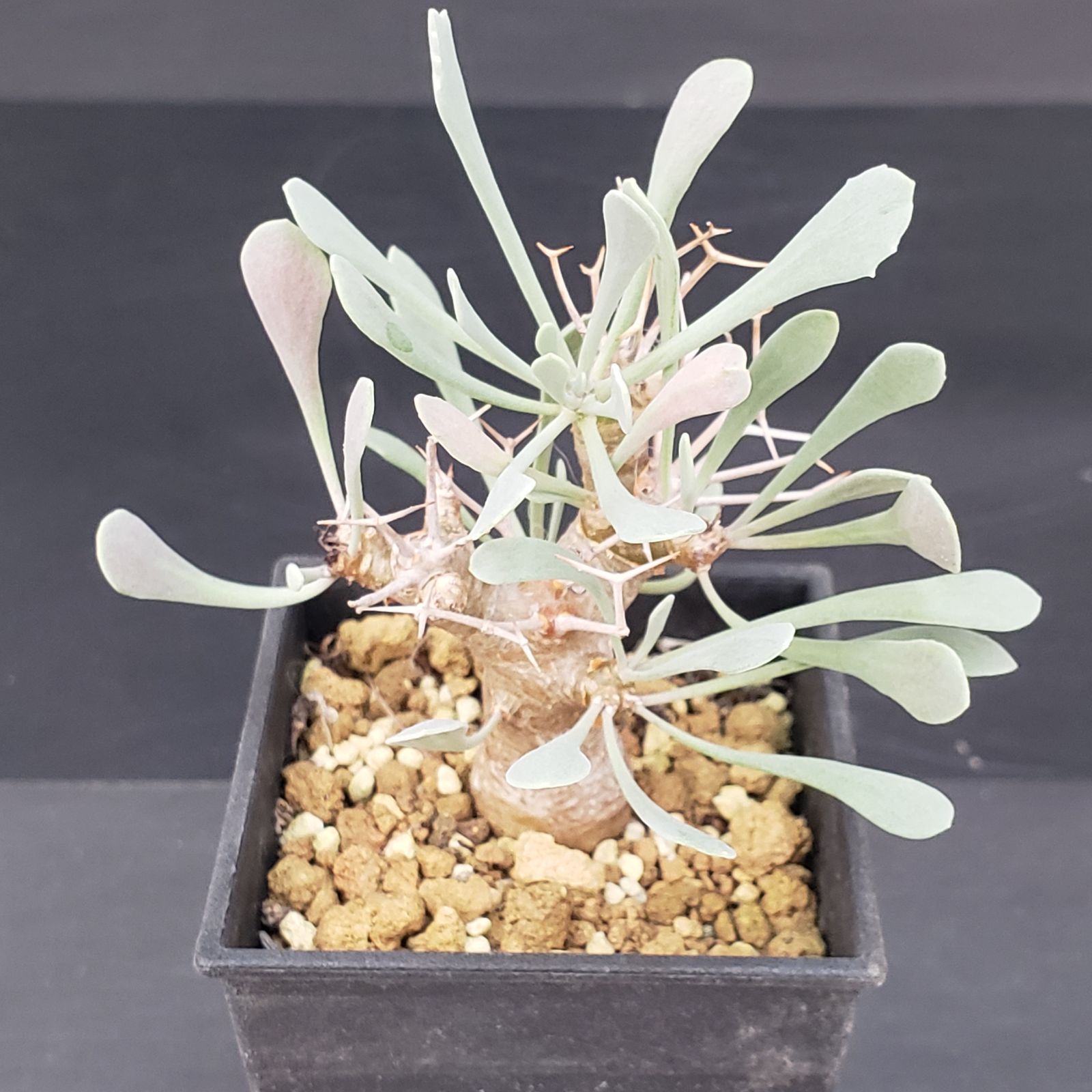 H138【自社養生株】オトンナ ユーフォルビオイデス（発根株・鉢植え