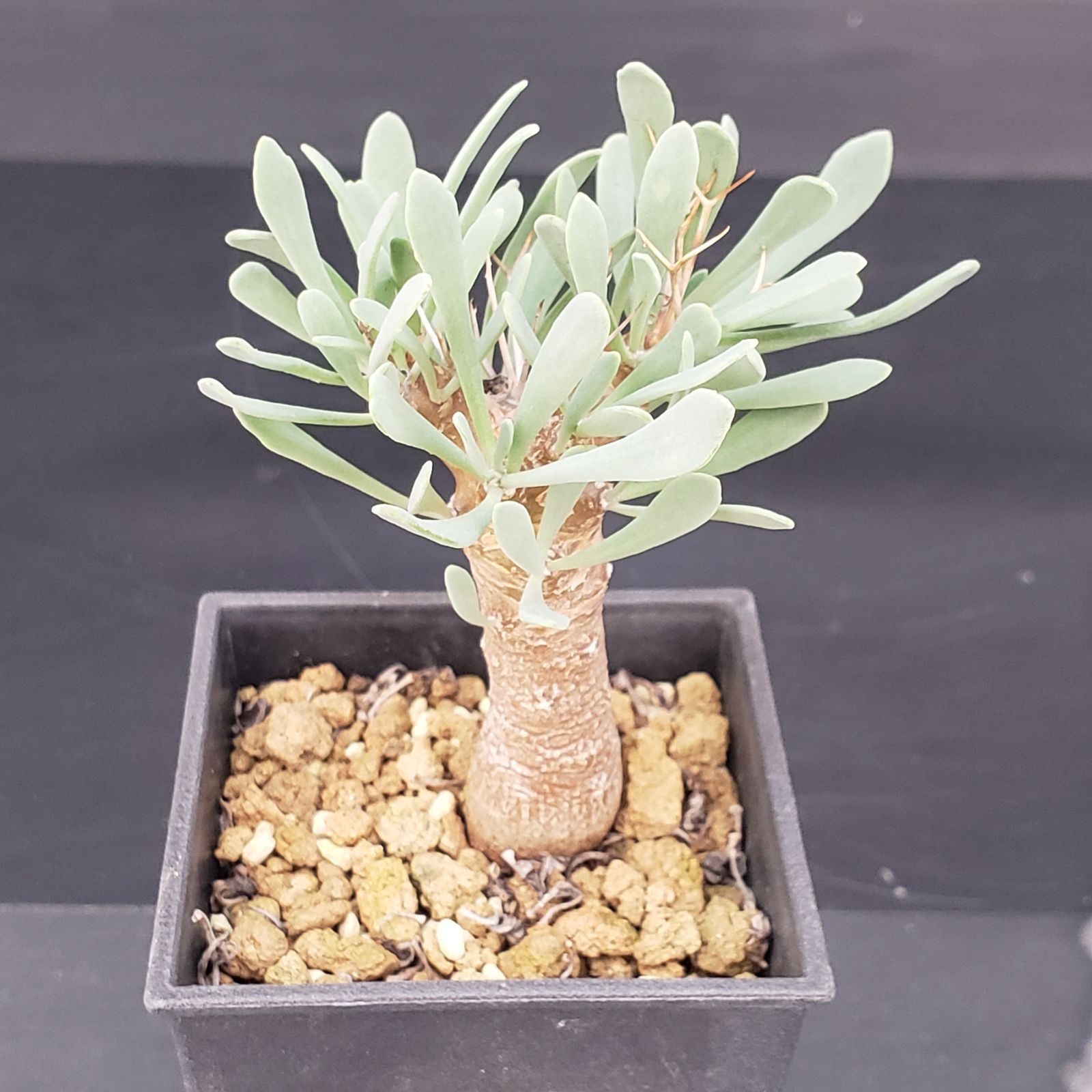 H139【自社養生株】オトンナ ユーフォルビオイデス（発根株・鉢植え