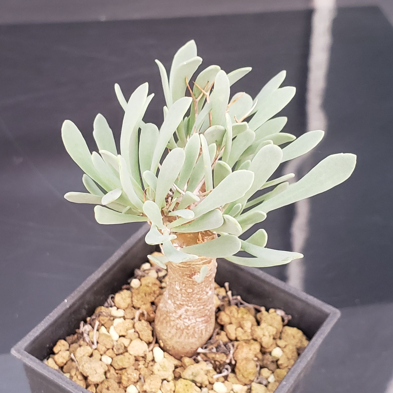 H139【自社養生株】オトンナ ユーフォルビオイデス（発根株・鉢植え