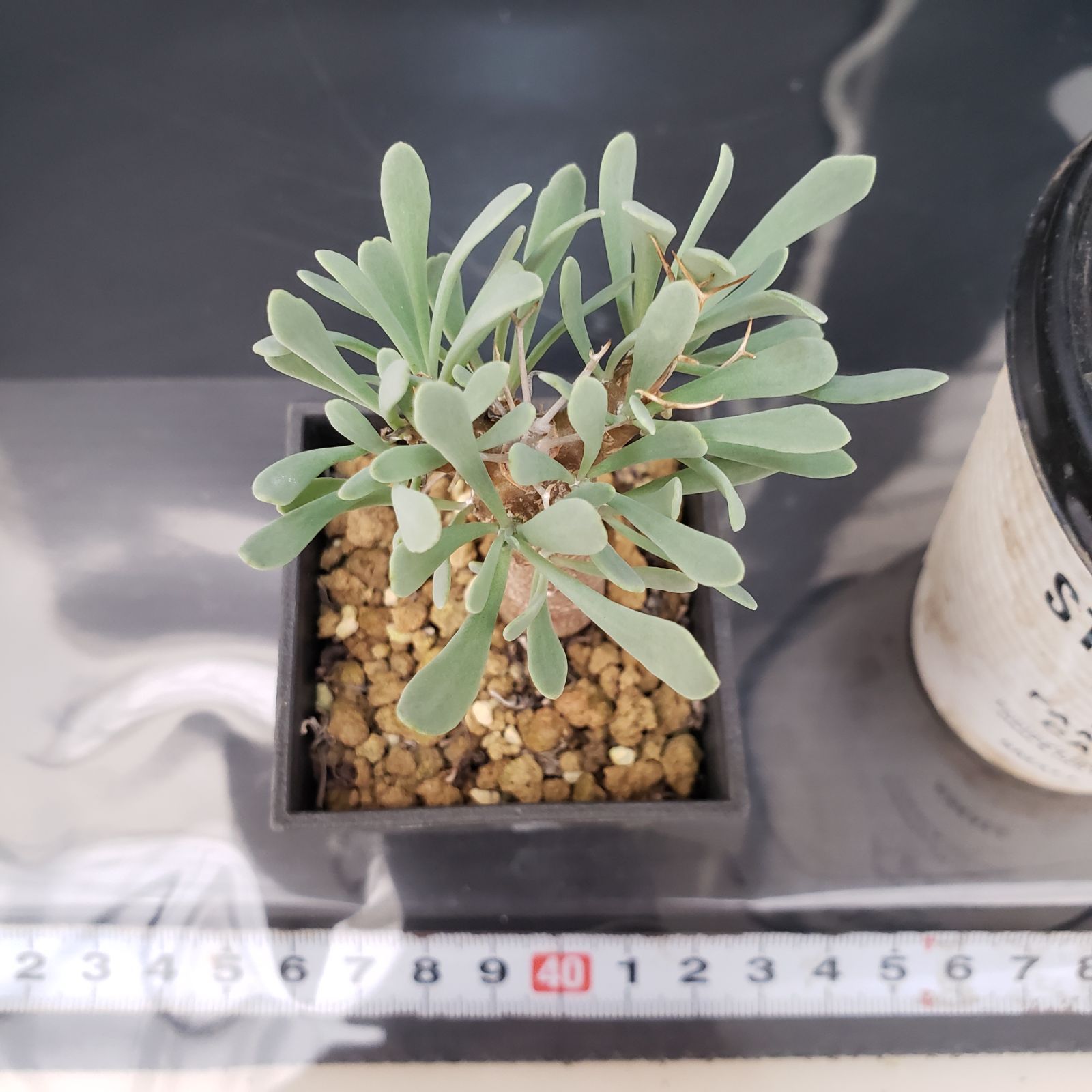 【特選株】お買い得！オトンナ ユーフォルビオイデス 塊根植物 ｵﾄﾝﾅﾕｰﾌｫﾙﾋﾞ・ｵｲﾃﾞｽ(黒鬼城) 実生約80日 鉢上げしたオトンナが見事に花