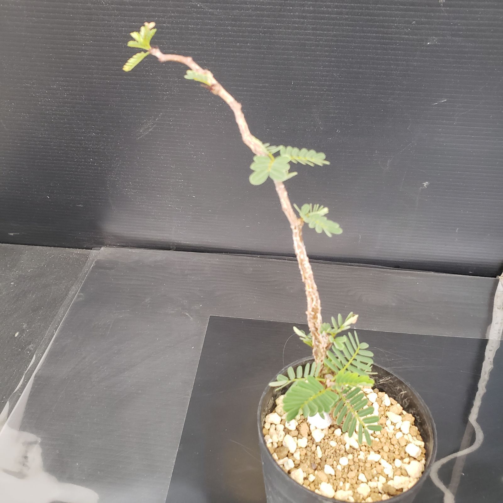 H140【自社養生株】センナ メリディオナリス(実生・発根株・鉢植え H140【自社養生株】センナ メリディオナリス(実生・発根株・鉢植え