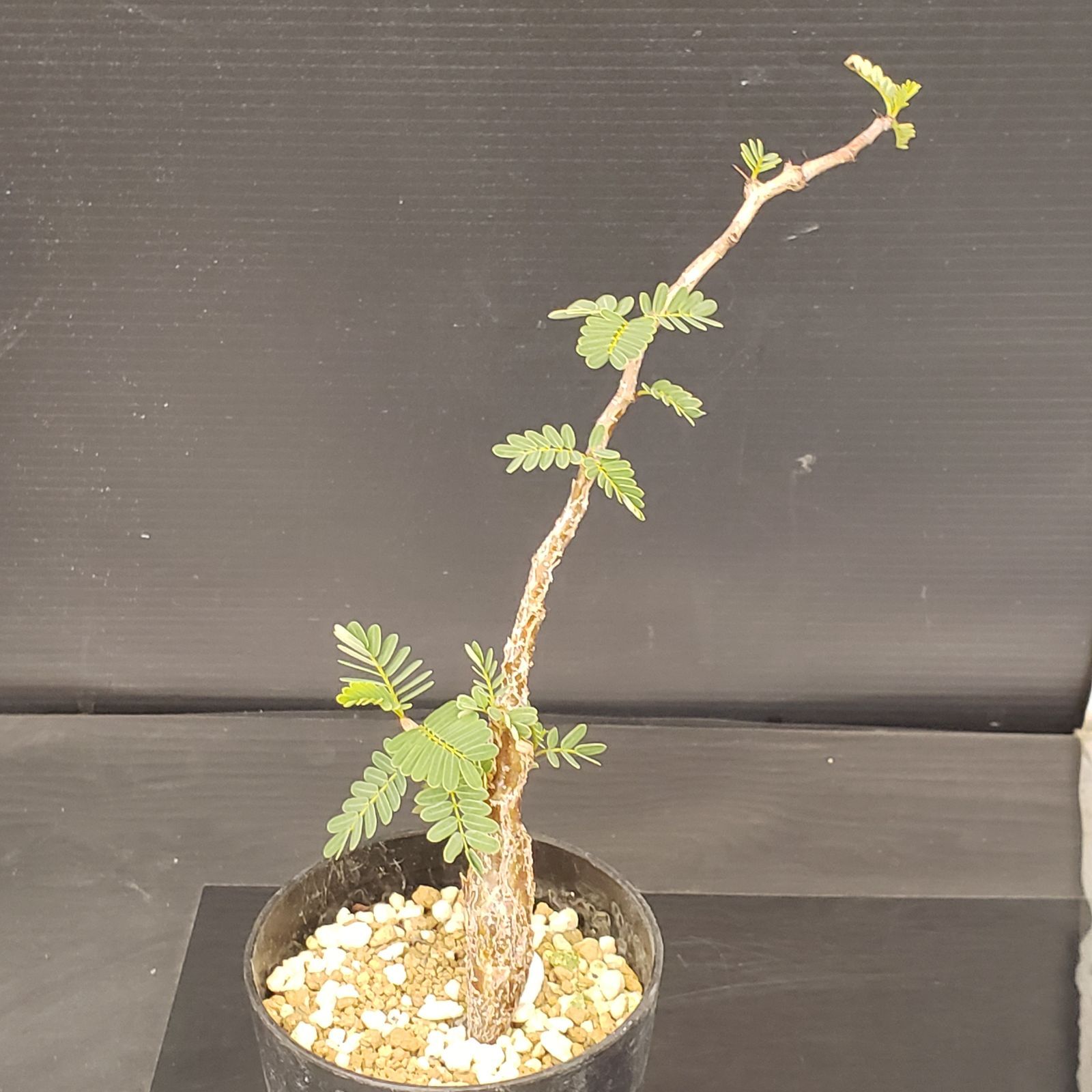 H140【自社養生株】センナ メリディオナリス（実生・発根株・鉢植え