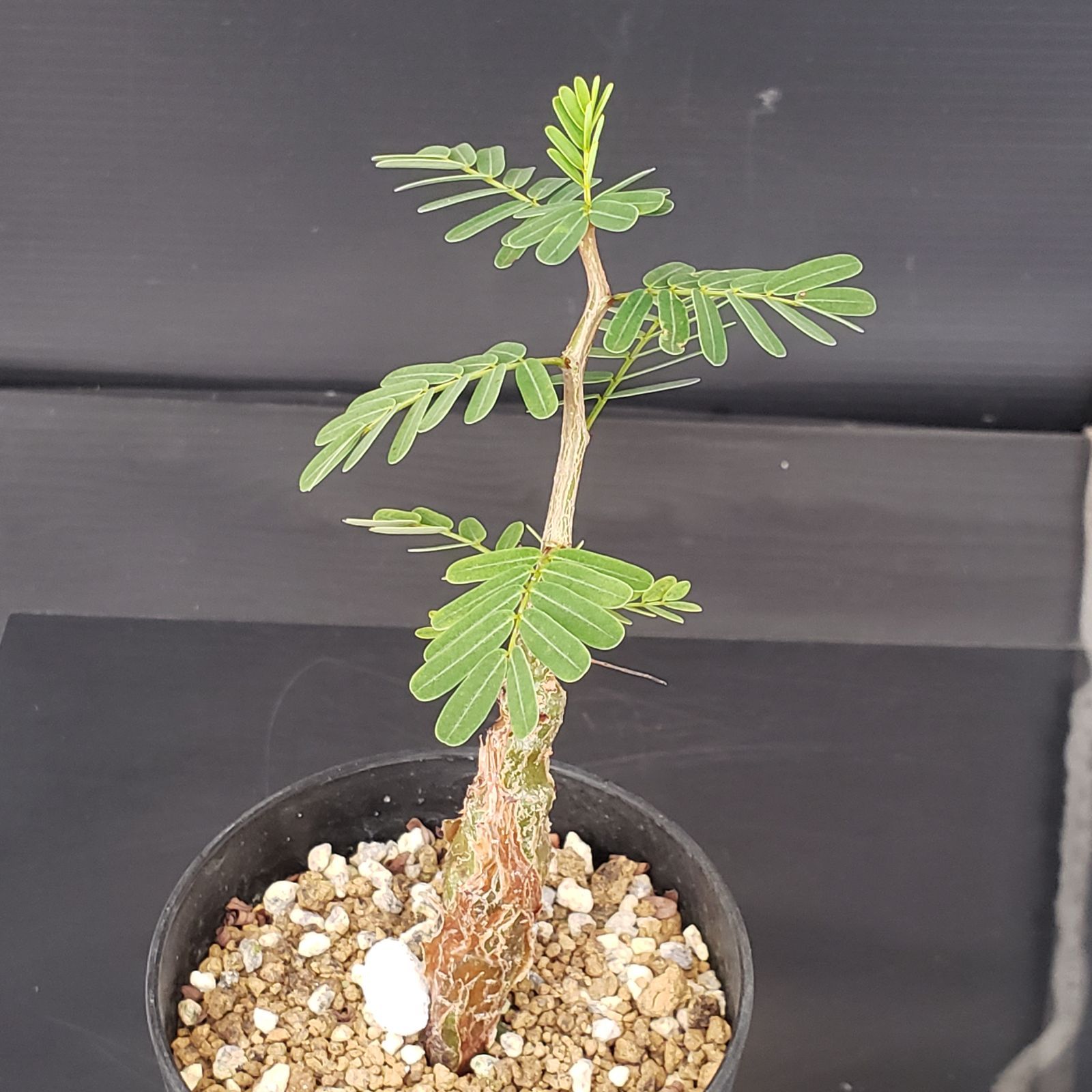 樹種不明　塊根植物　メルカリ便 hqdefault.jpg