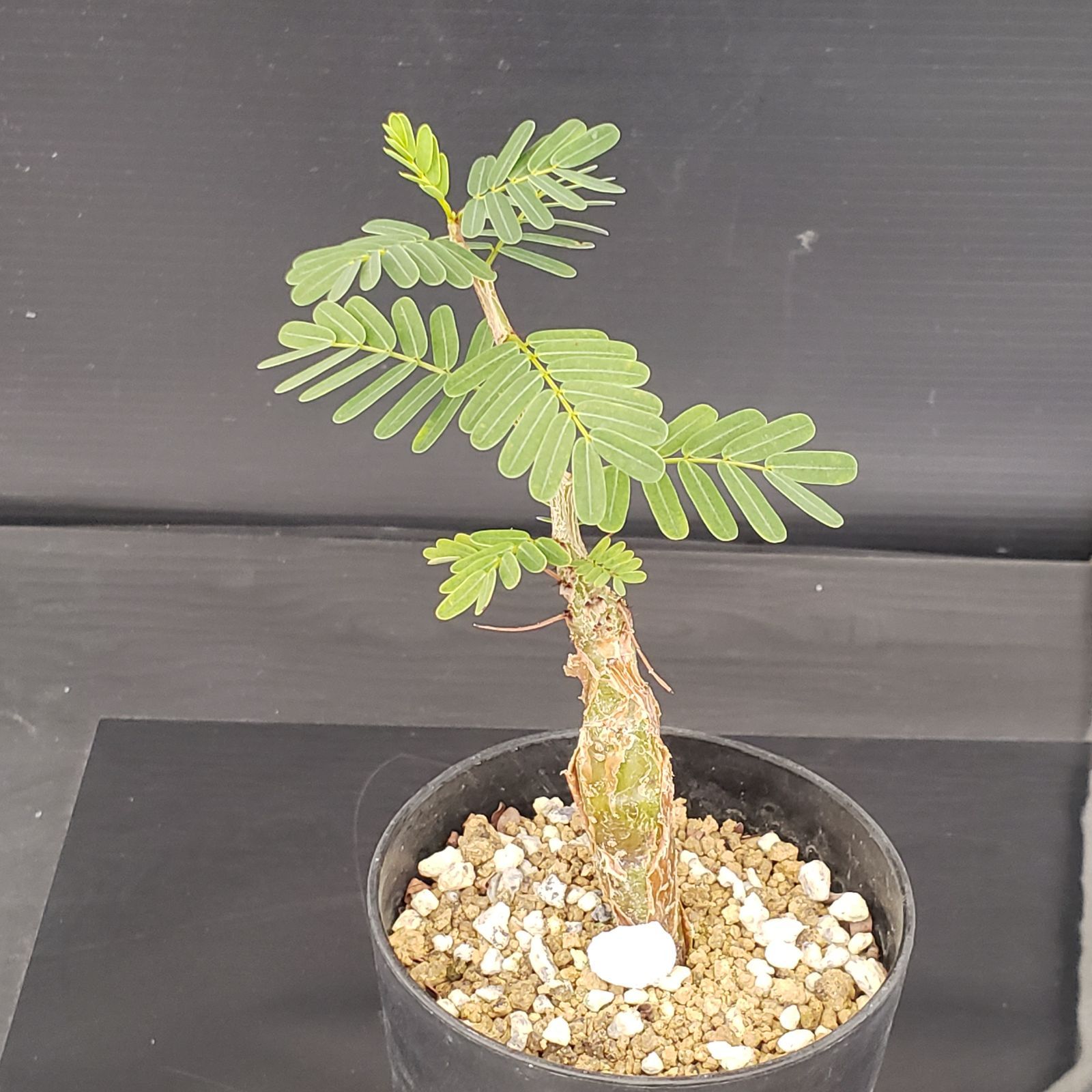 樹種不明　塊根植物　メルカリ便 SA81 センナ メリディオナリス 実生苗 塊根 コーックス 灌木 - メルカリ