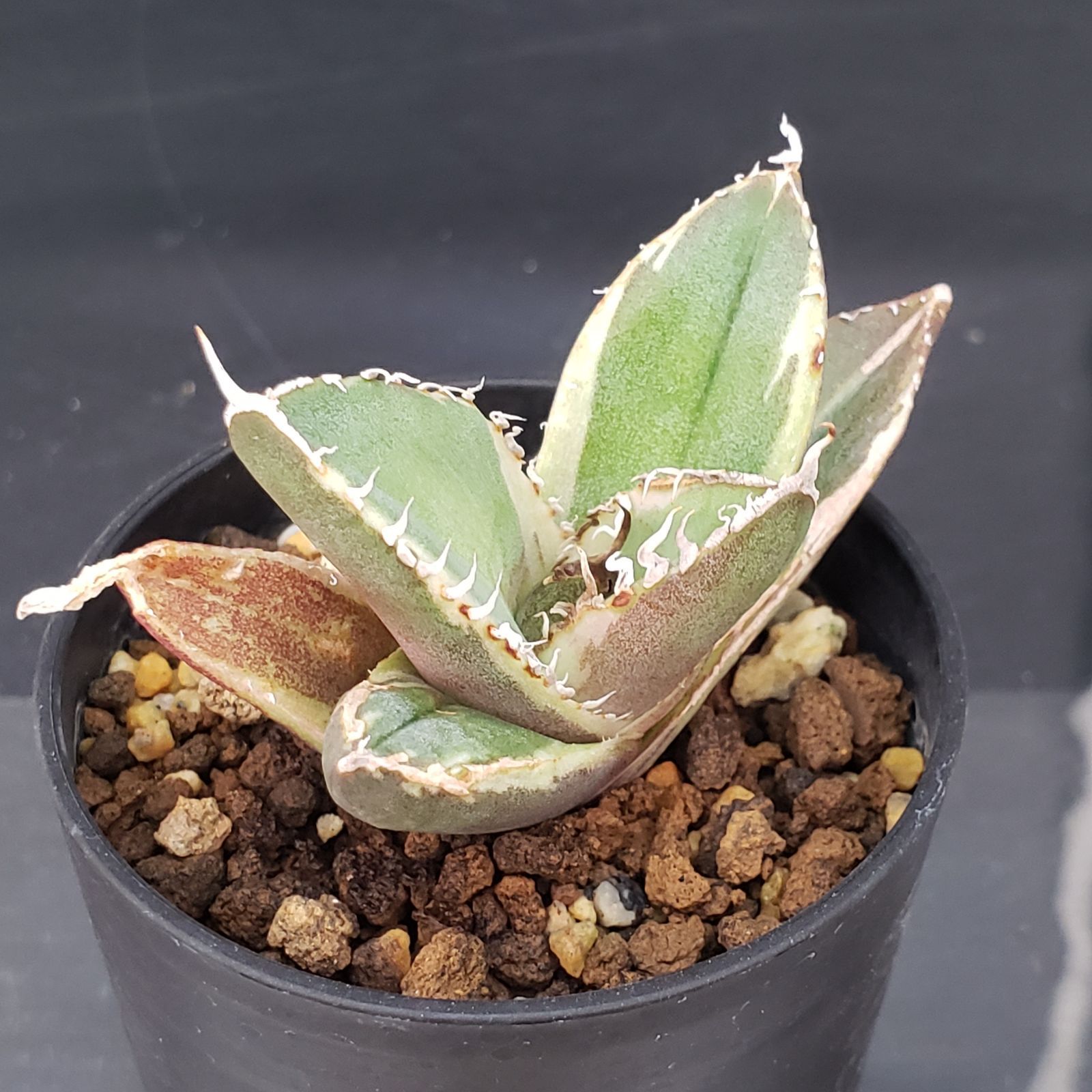 H142【自社養生株】アガベチタノタ 南アフリカダイヤモンド（斑入り