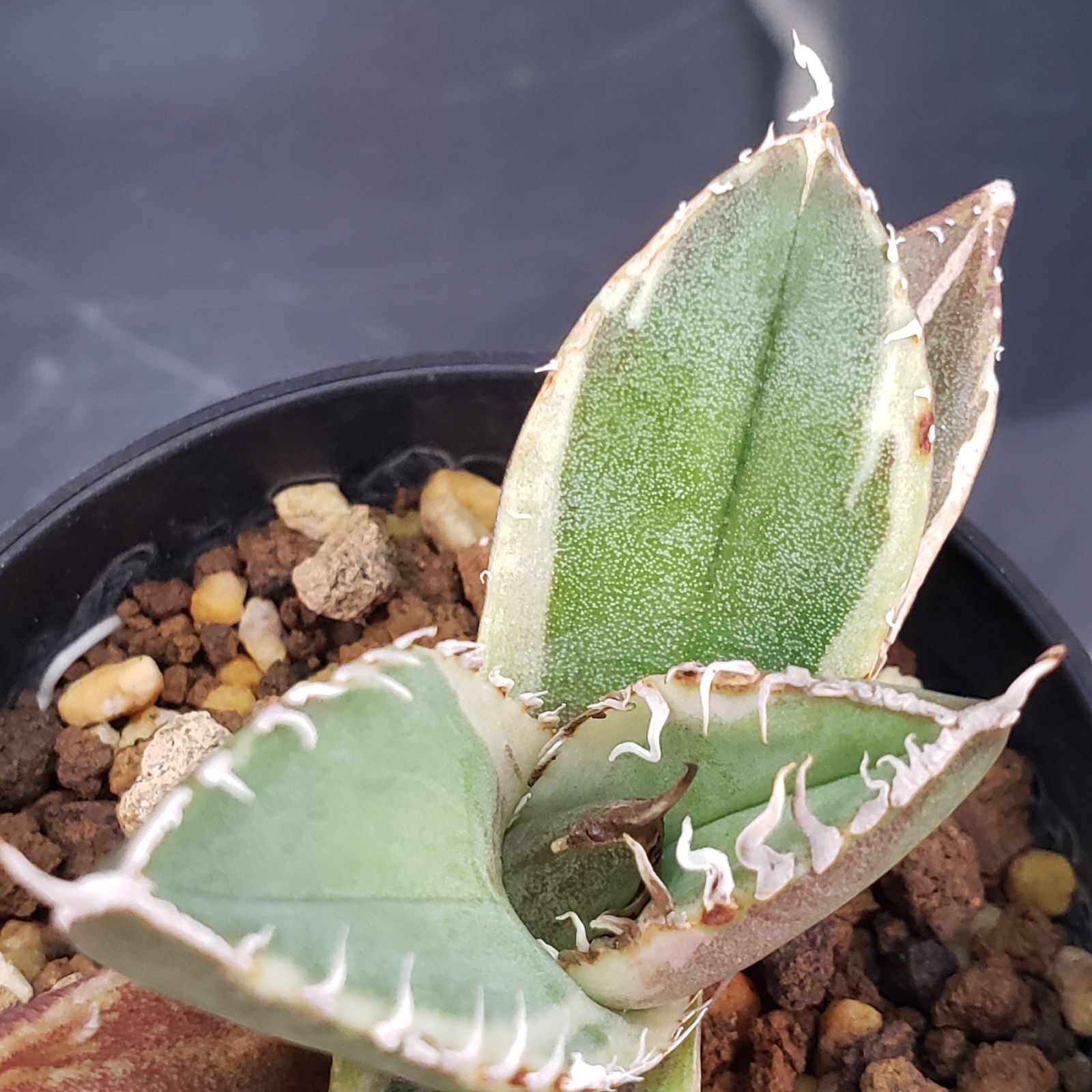 H142【自社養生株】アガベチタノタ 南アフリカダイヤモンド（斑入り