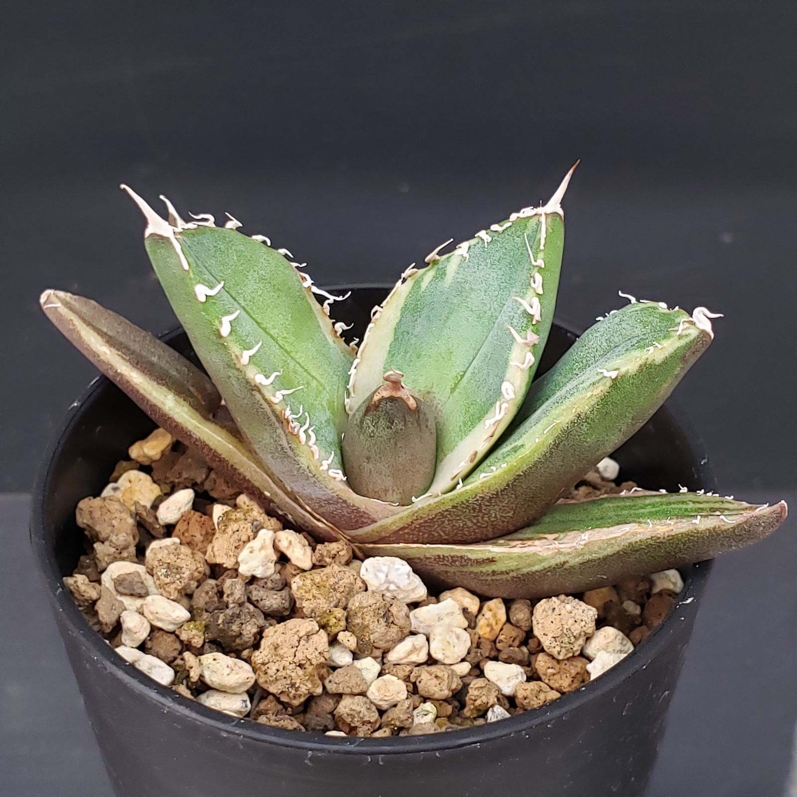 アガベ チタノタ 南アフリカダイヤモンド 鉢ごと アガベ チタノタ 南アフリカダイヤモンド 鉢ごと