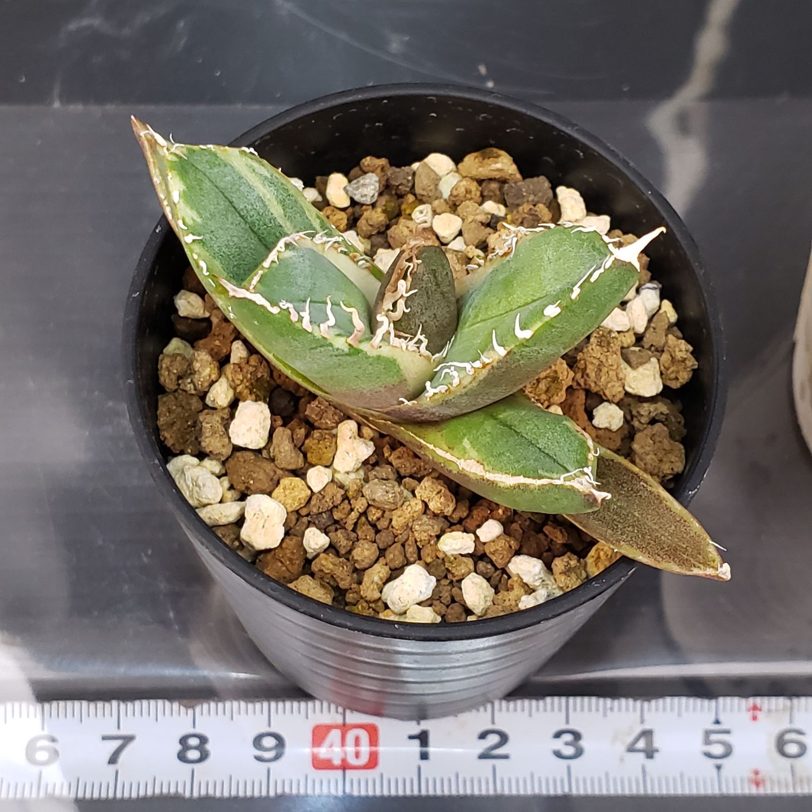 H143【自社養生株】アガベチタノタ 南アフリカダイヤモンド（斑入り