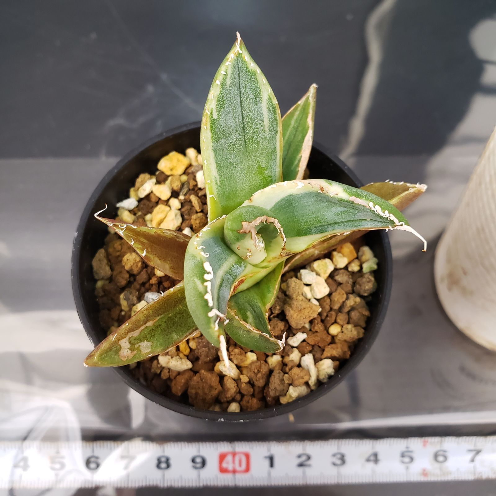 5/28までの出品です。アガベチタノタ　南アフリカダイヤモンド　親株 H143【自社養生株】アガベチタノタ 南アフリカダイヤモンド（斑入り