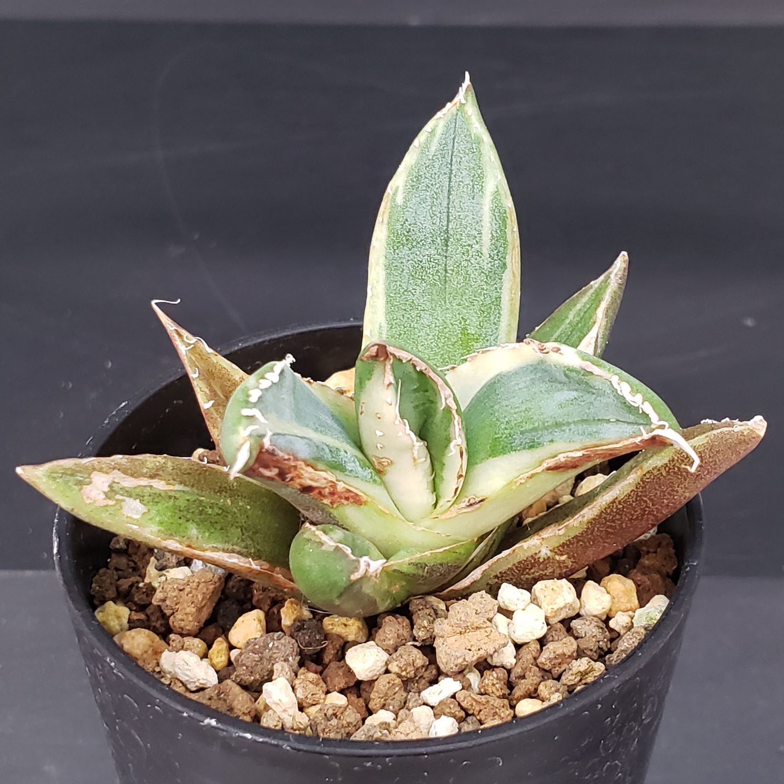 H145【自社養生株】アガベチタノタ 南アフリカダイヤモンド（斑入り