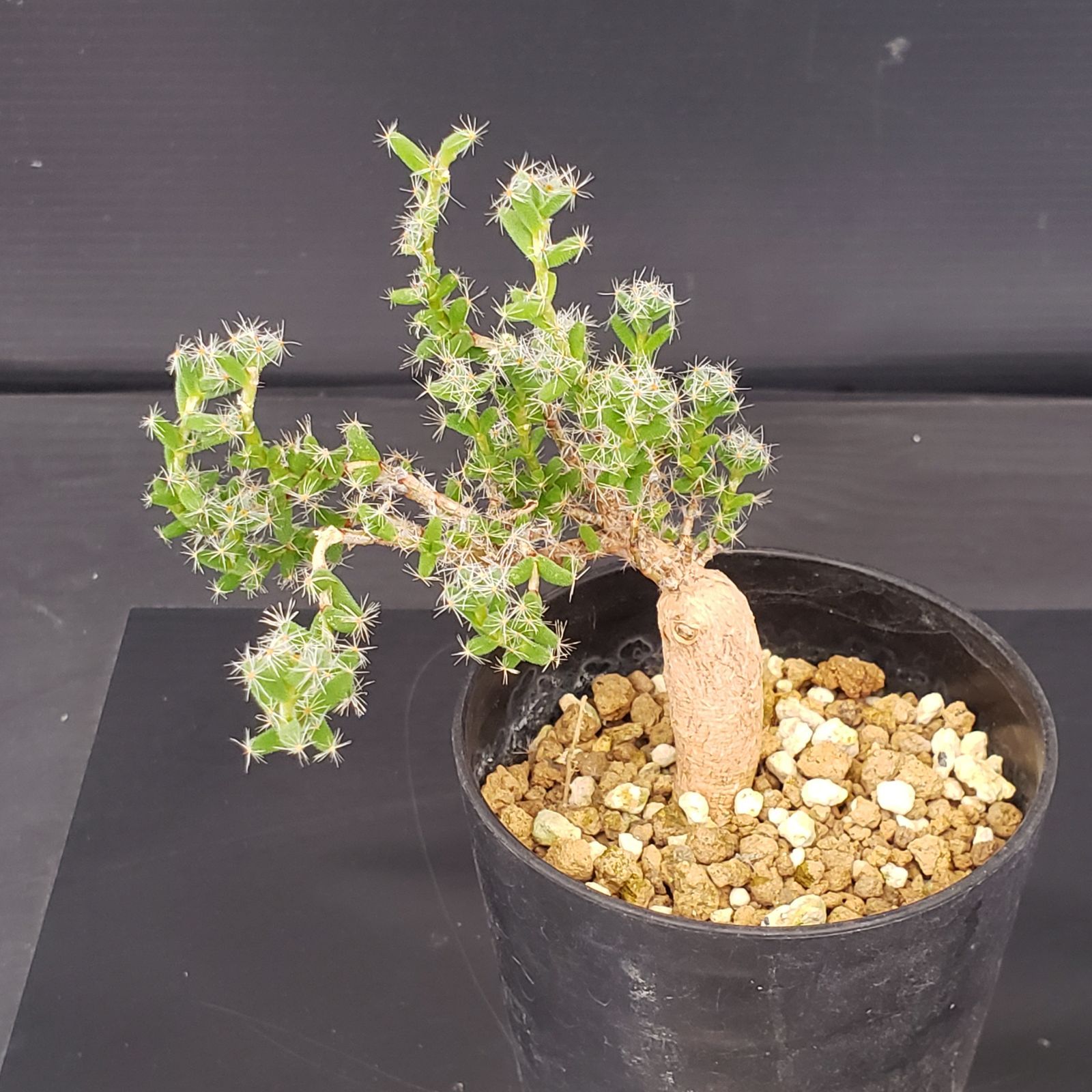 塊根植物 ジオメトリックポット付き 約20cm 塊根植物 ジオメトリックポット付き 約20cm 塊根植物 ジオメトリック