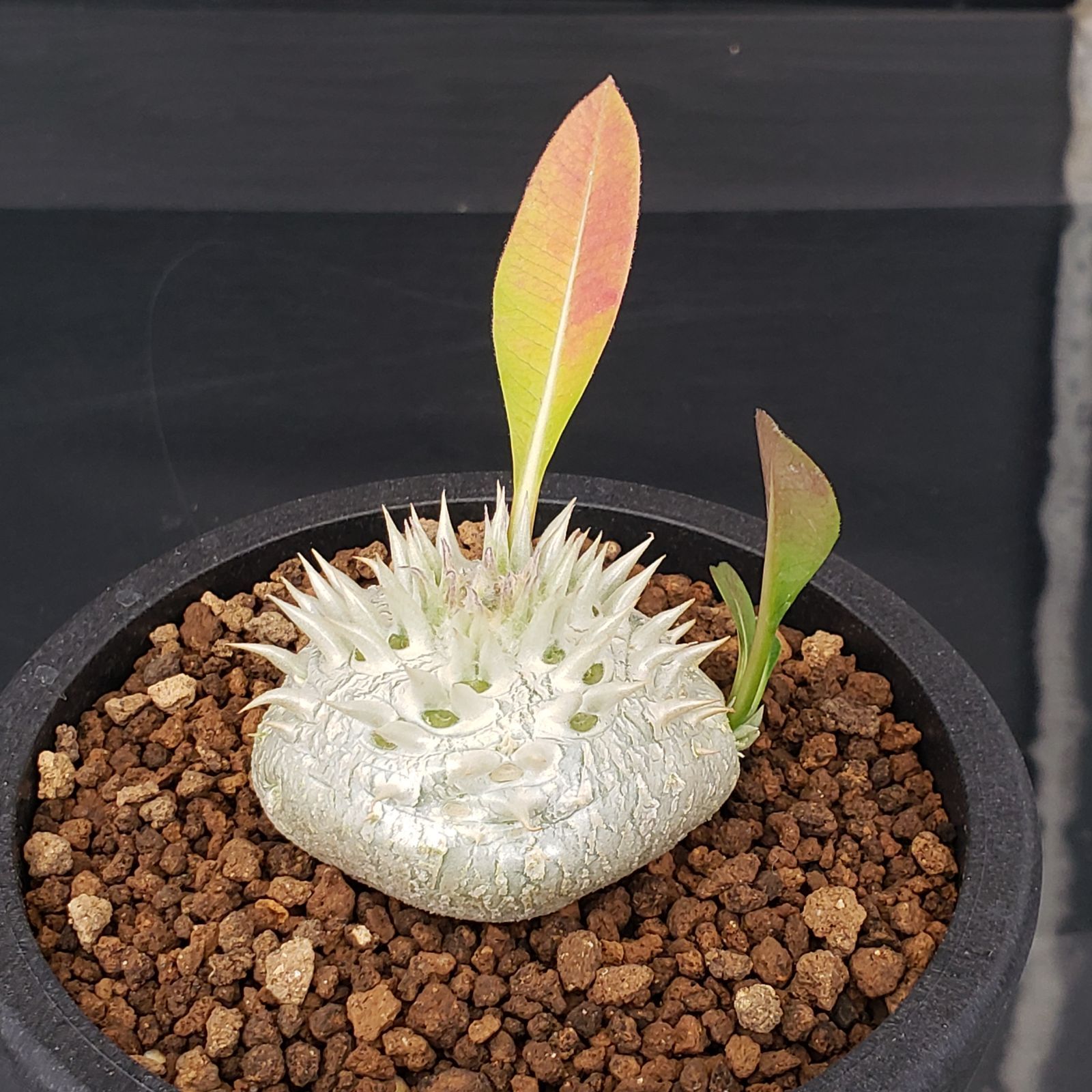 H153【自社養生株】パキポディウム えびす笑い（実生・発根株・鉢植え