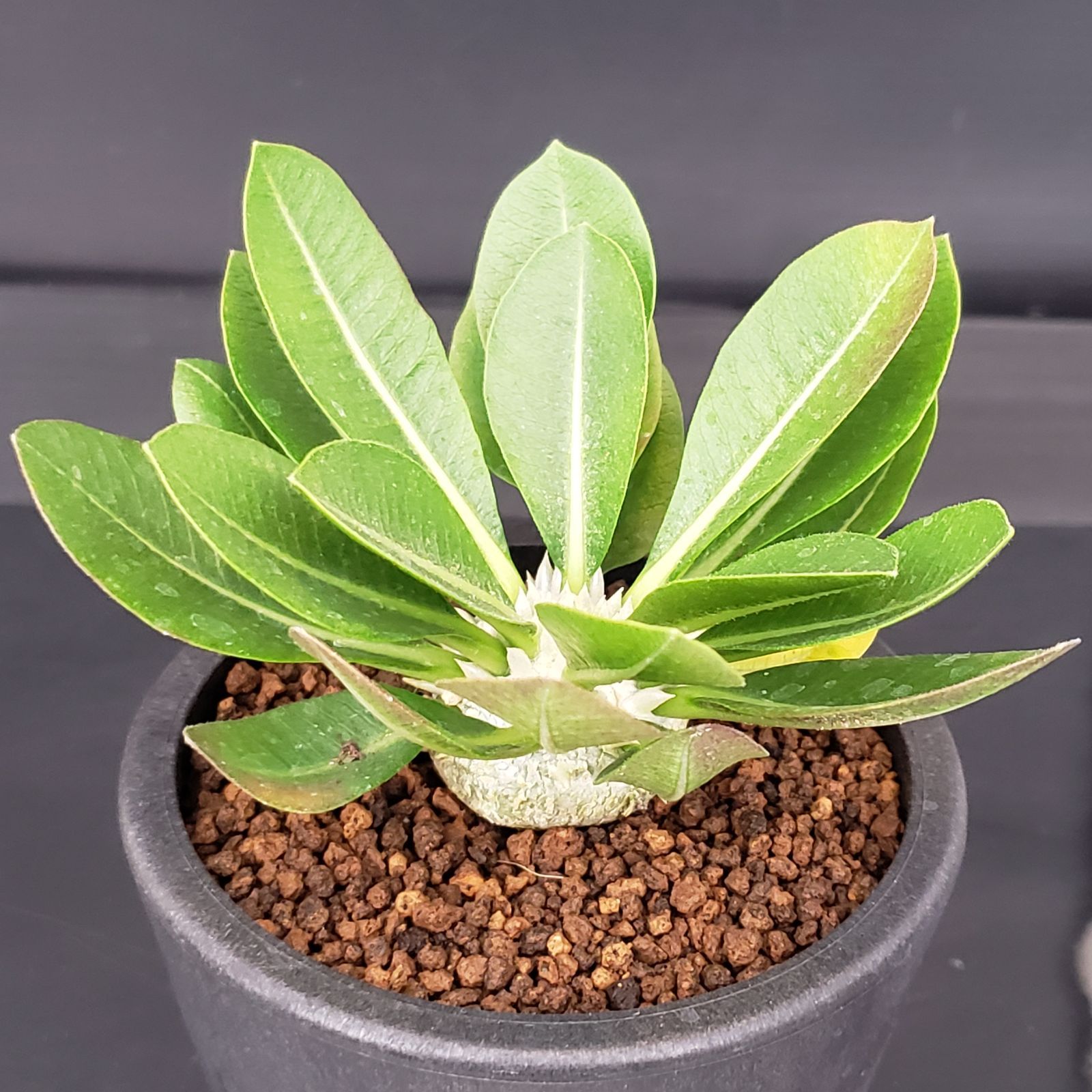 H157★発根済★大株美形パキポディウム恵比寿笑い 当店養生株 H157☆発根済☆大株美形パキポディウム恵比寿笑い 当店養生株