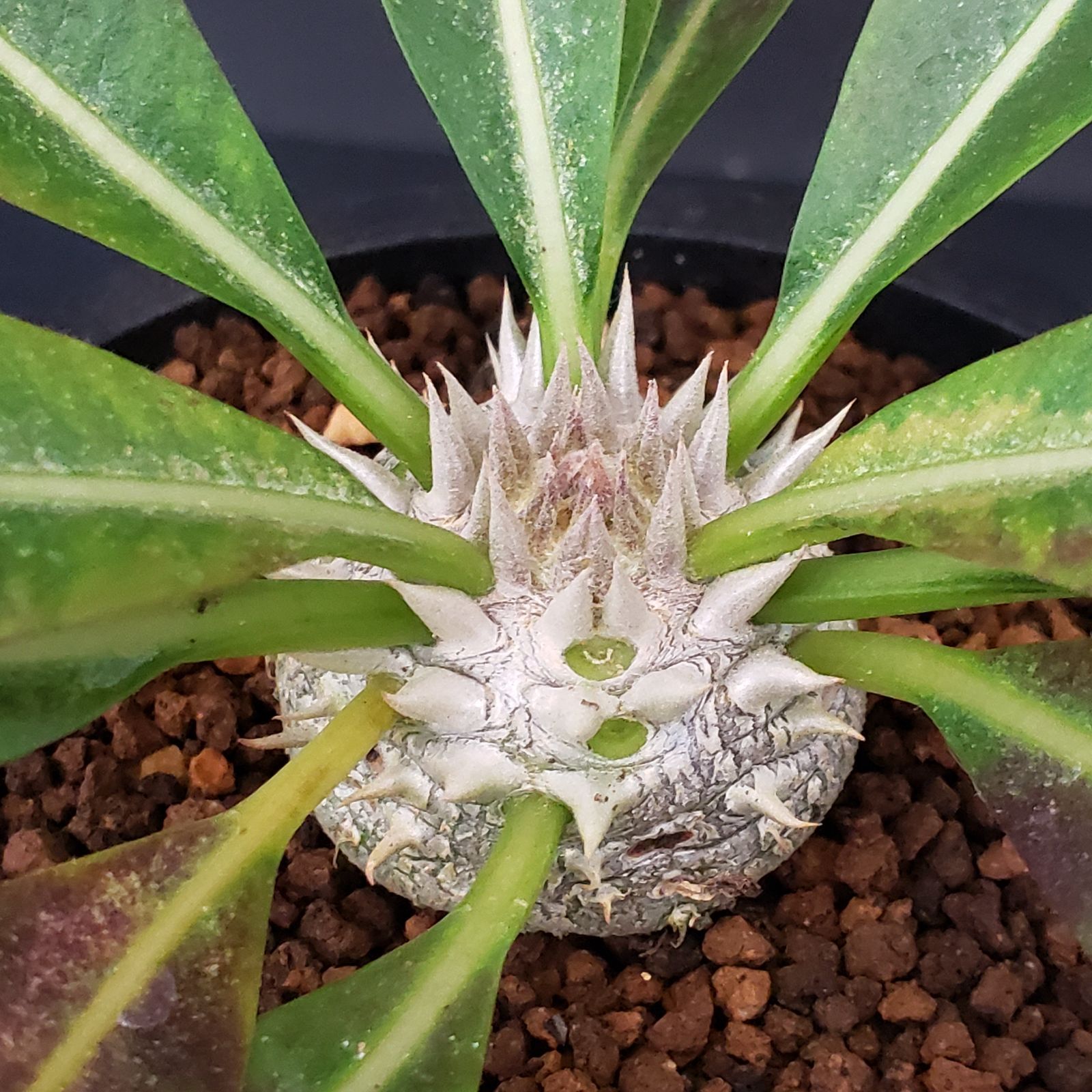 パキポディウム パキポディウム・カクチぺス【カクタス長田 特選品】 | BRIDGE GARDEN