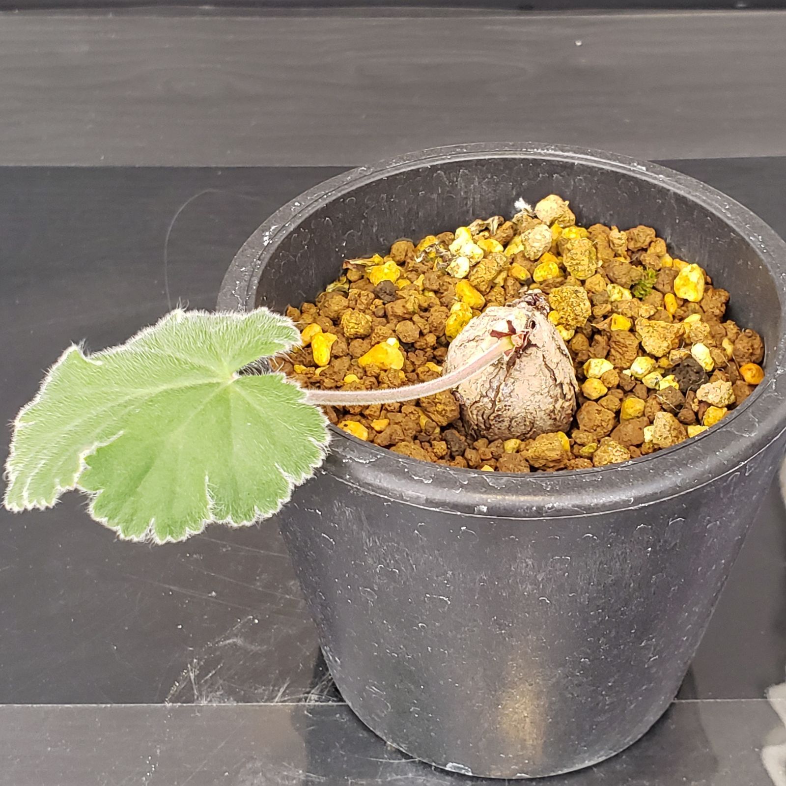 H167【自社養生株】ペラルゴニュウム ロバツム（現地球・発根株