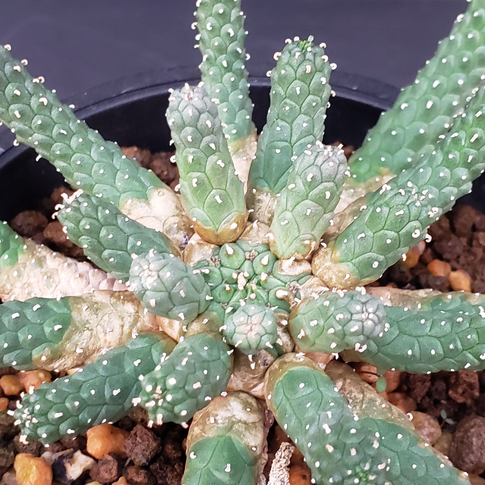 H178【自社養生株】ユーフォルビア エスクレンタ（発根株・鉢植え