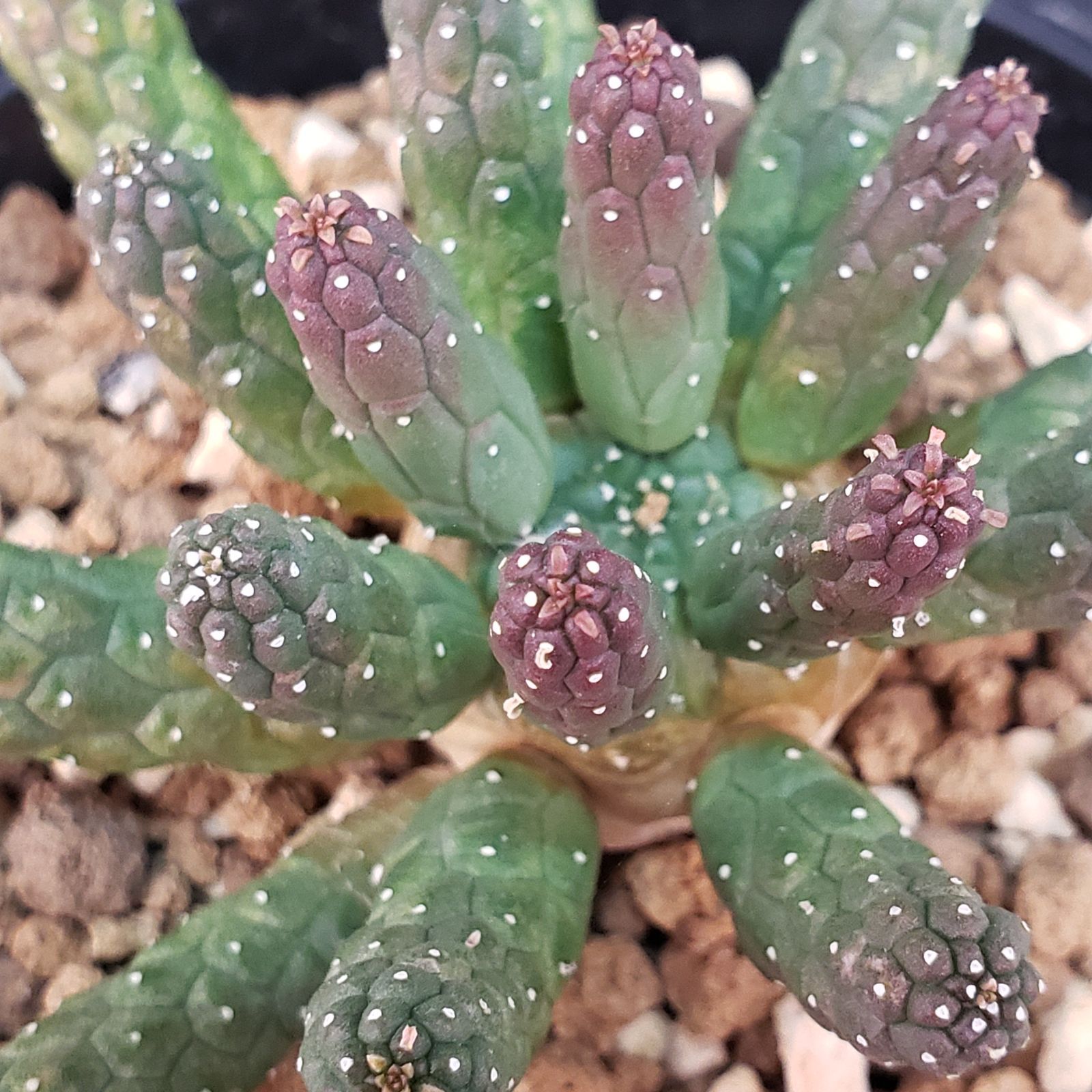 ユーフォルビア　エスクレンタ　発根済み 発根済/現地株】ユーフォルビア・エスクレンタ Euphorbia esculenta
