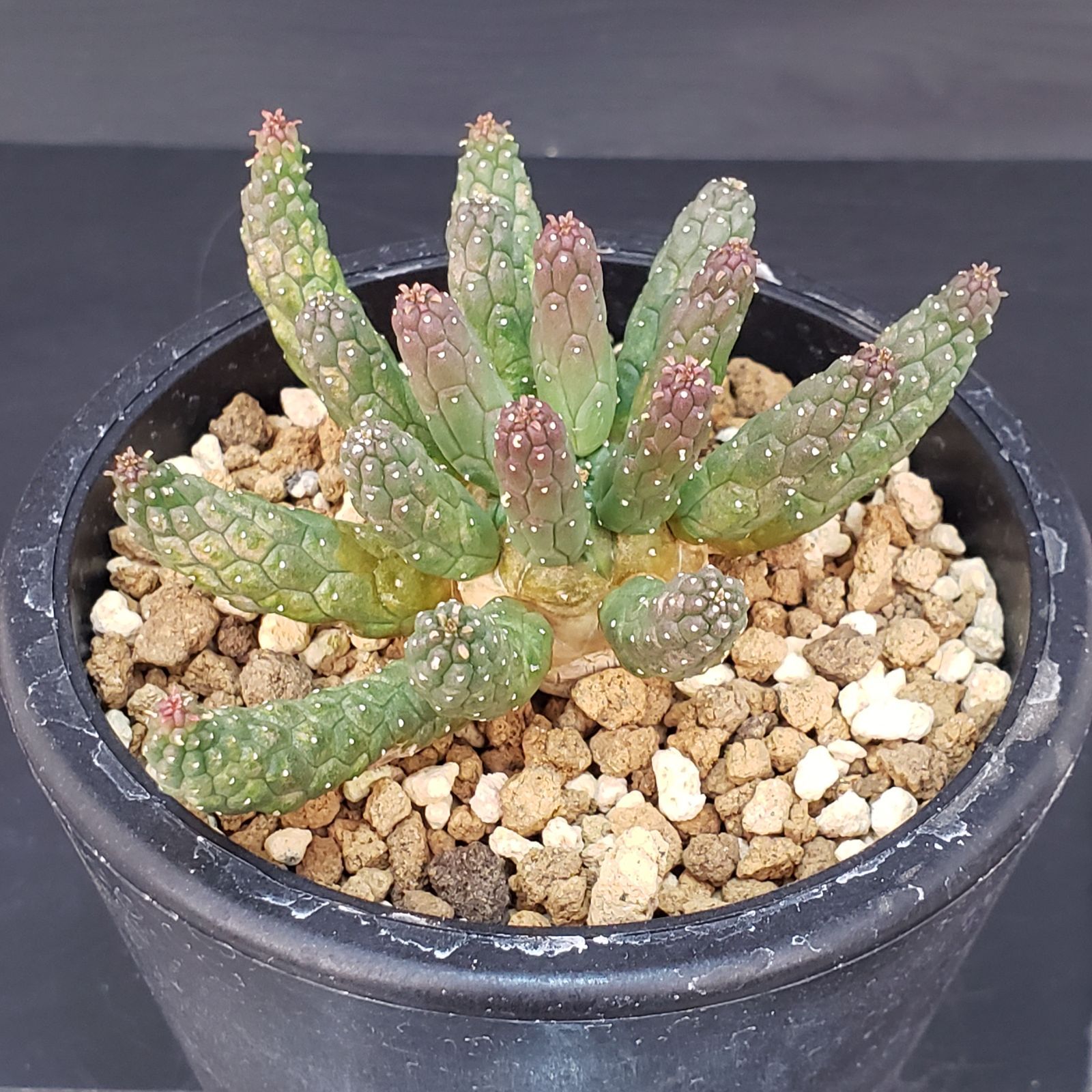 H179【自社養生株】ユーフォルビア エスクレンタ(発根株・鉢植え H179【自社養生株】ユーフォルビア エスクレンタ(発根株・鉢植え