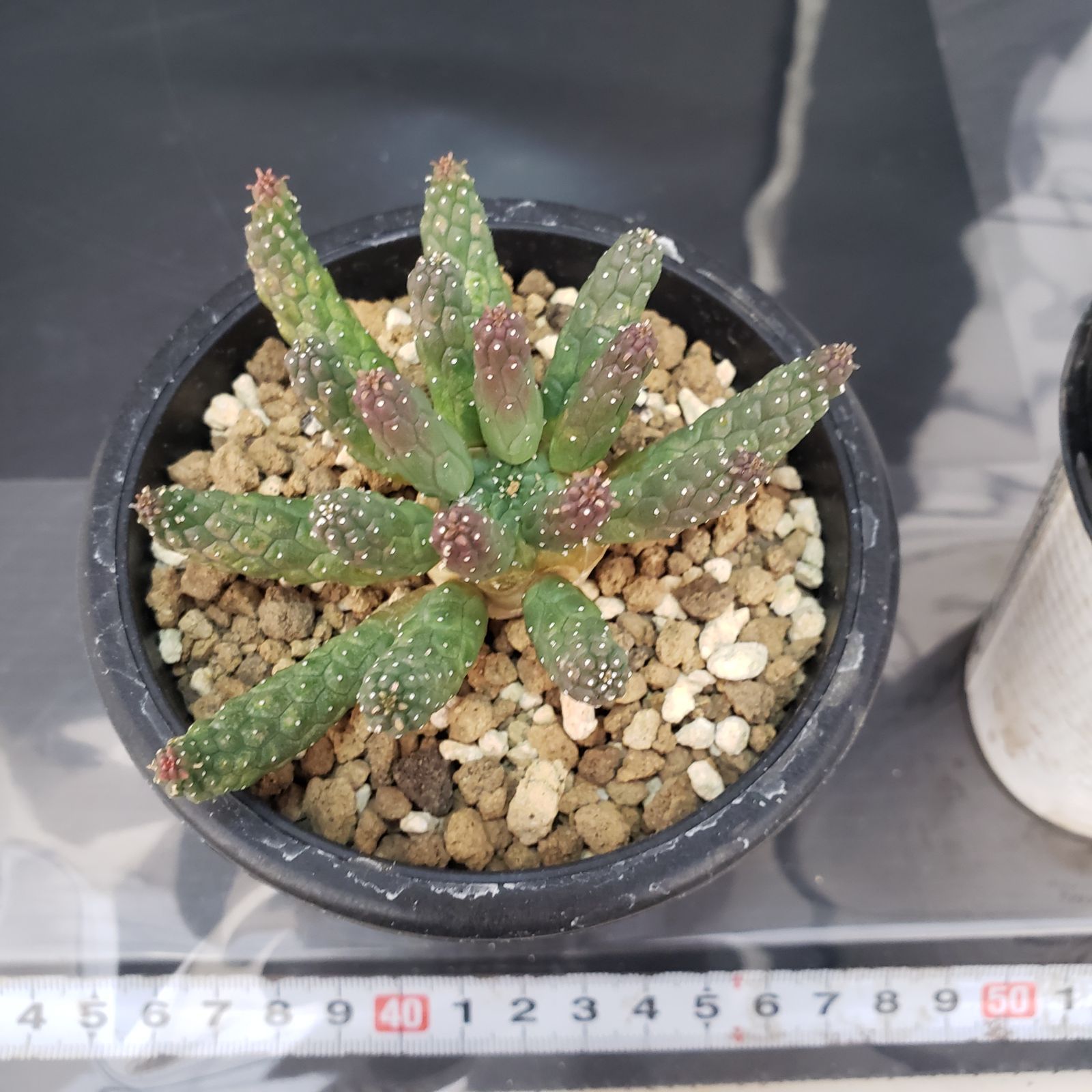 H179【自社養生株】ユーフォルビア エスクレンタ（発根株・鉢植え