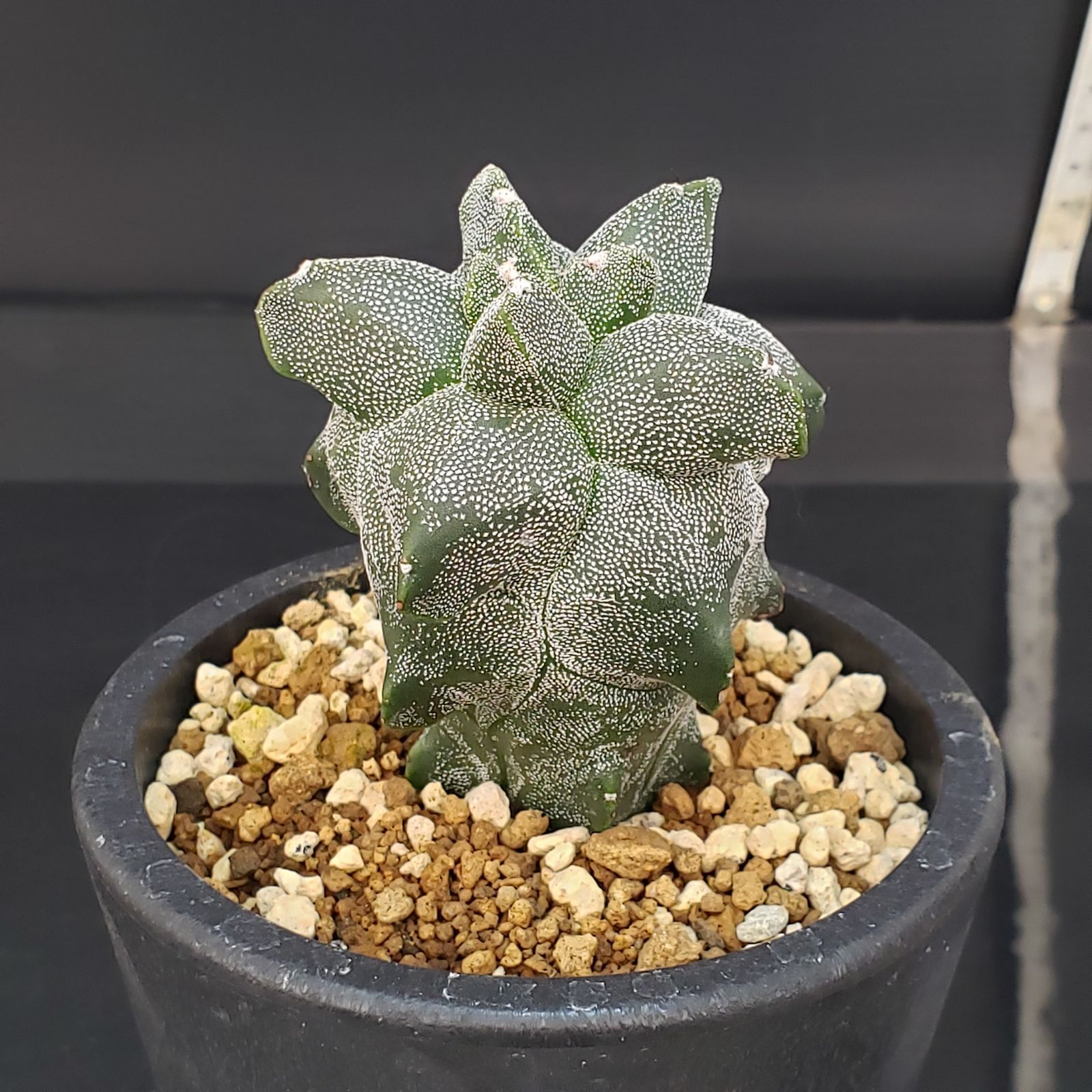 H181【自社養生株】アストロフィツム ランポーモンスト（発根株