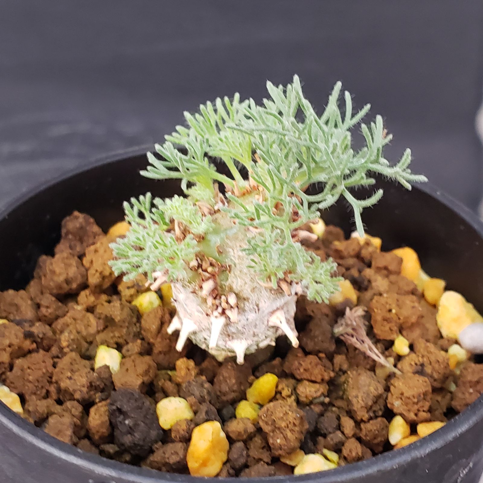 H195【自社養生株】モンソニア ぺニクリナム（発根株・鉢植え）【塊根