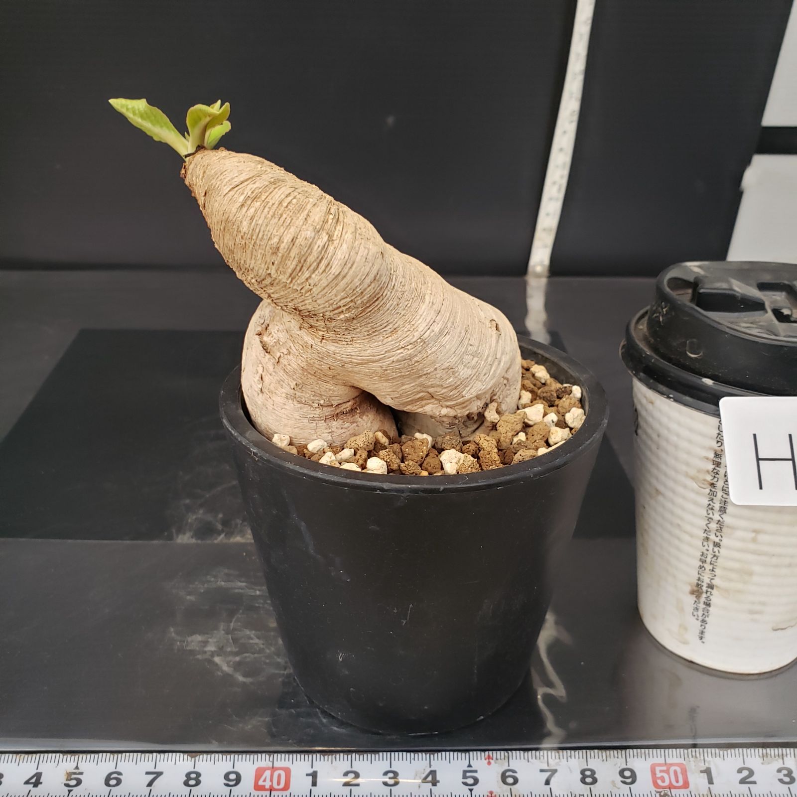 H204【自社養生株】ユーフォルビア プリムリフォリア（現地球・発根株