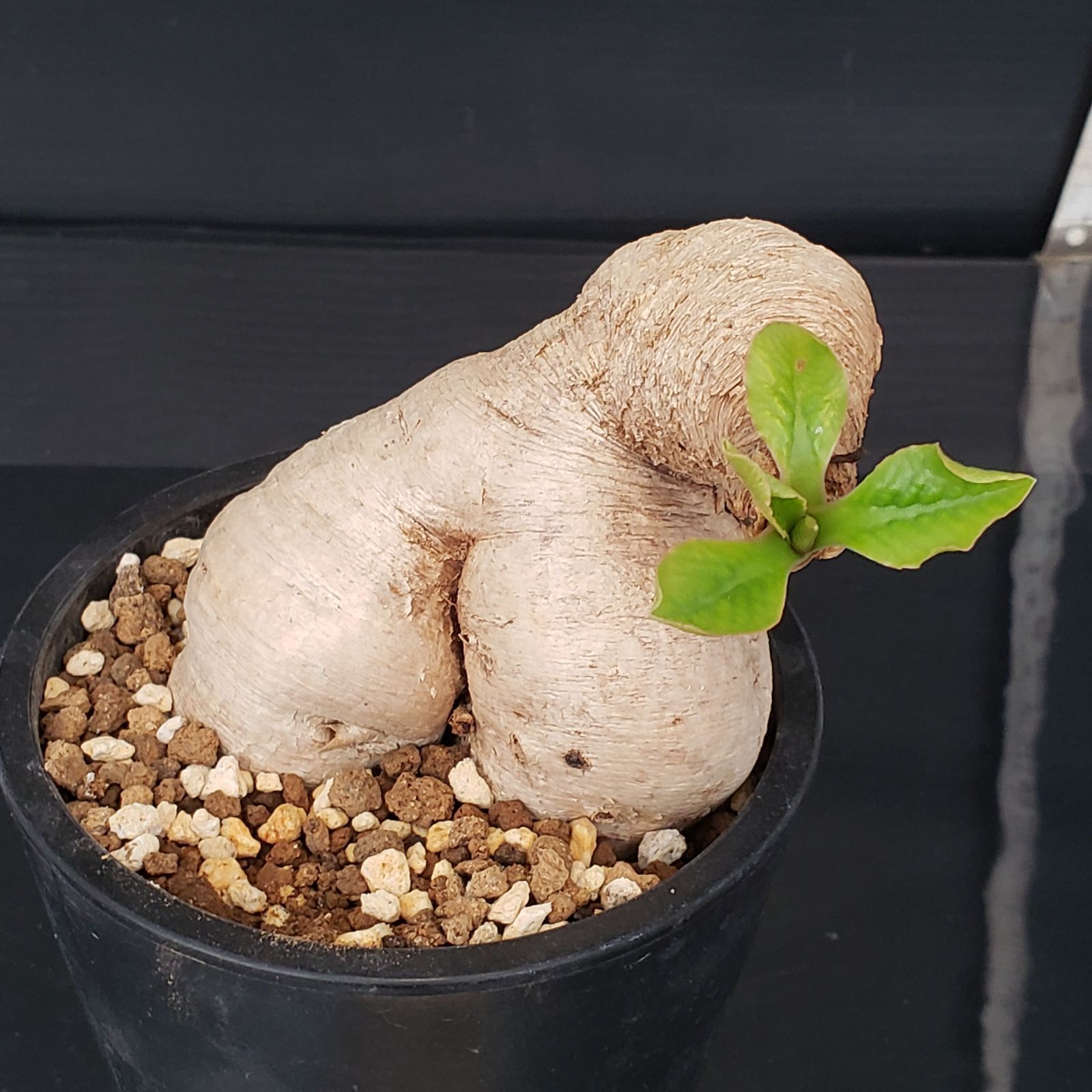 H204【自社養生株】ユーフォルビア プリムリフォリア（現地球・発根株