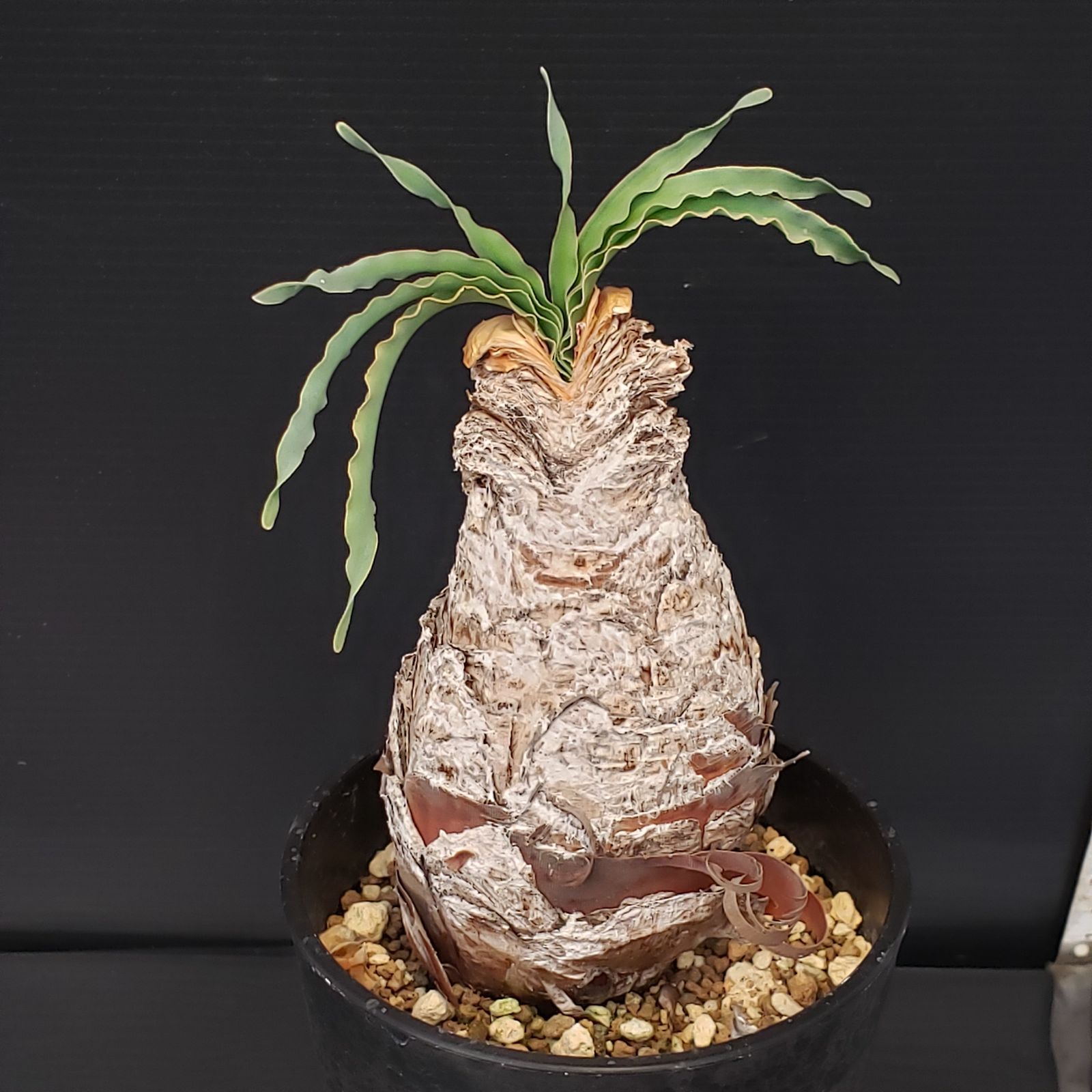 H212【自社養生株】ブーファン ディスティチャ（現地球・発根株