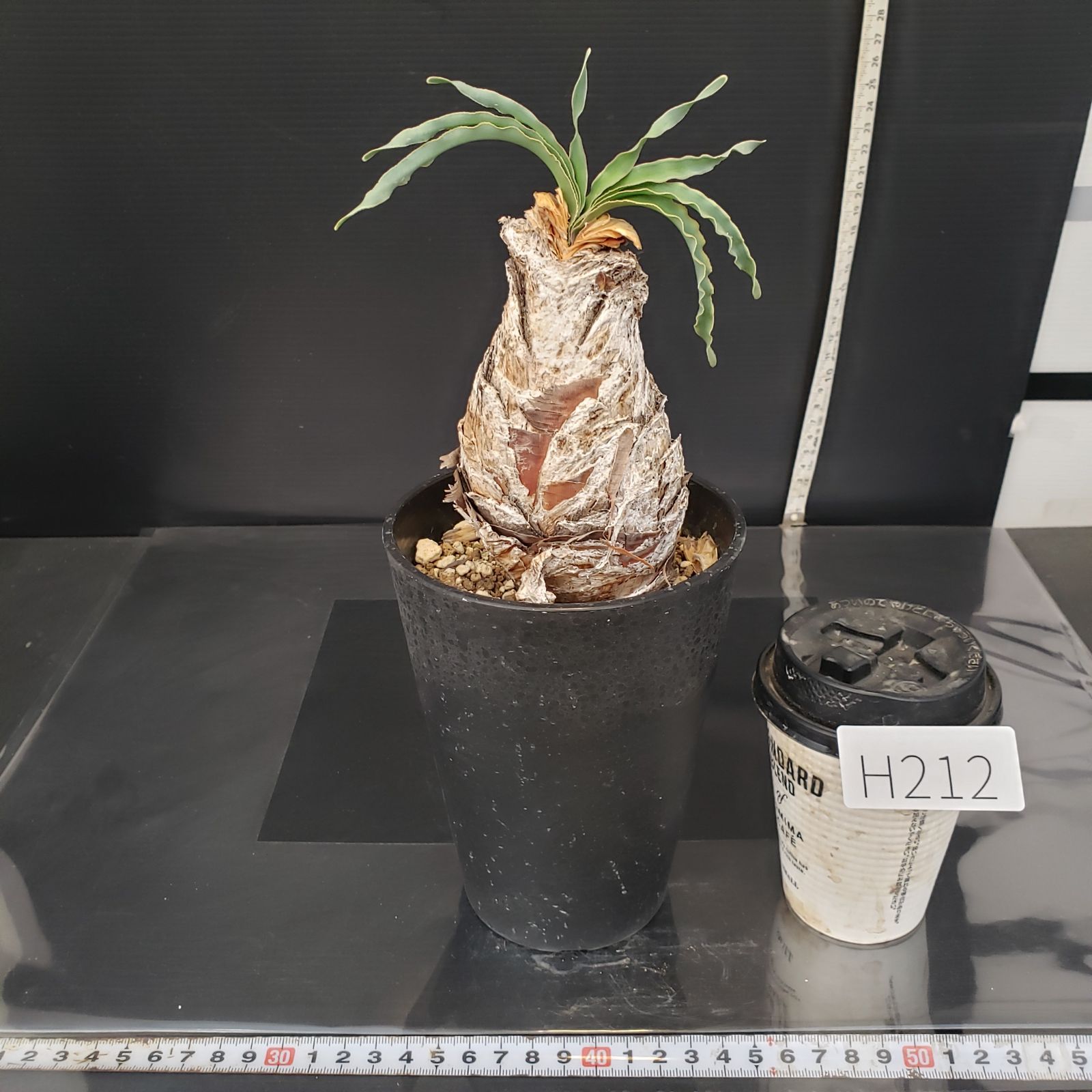 ★ブーファン ディスティチャ 現地球★ H212【自社養生株】ブーファン ディスティチャ（現地球・発根株