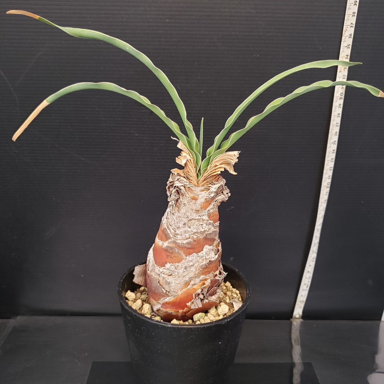 H213【自社養生株】ブーファン ディスティチャ（現地球・発根株