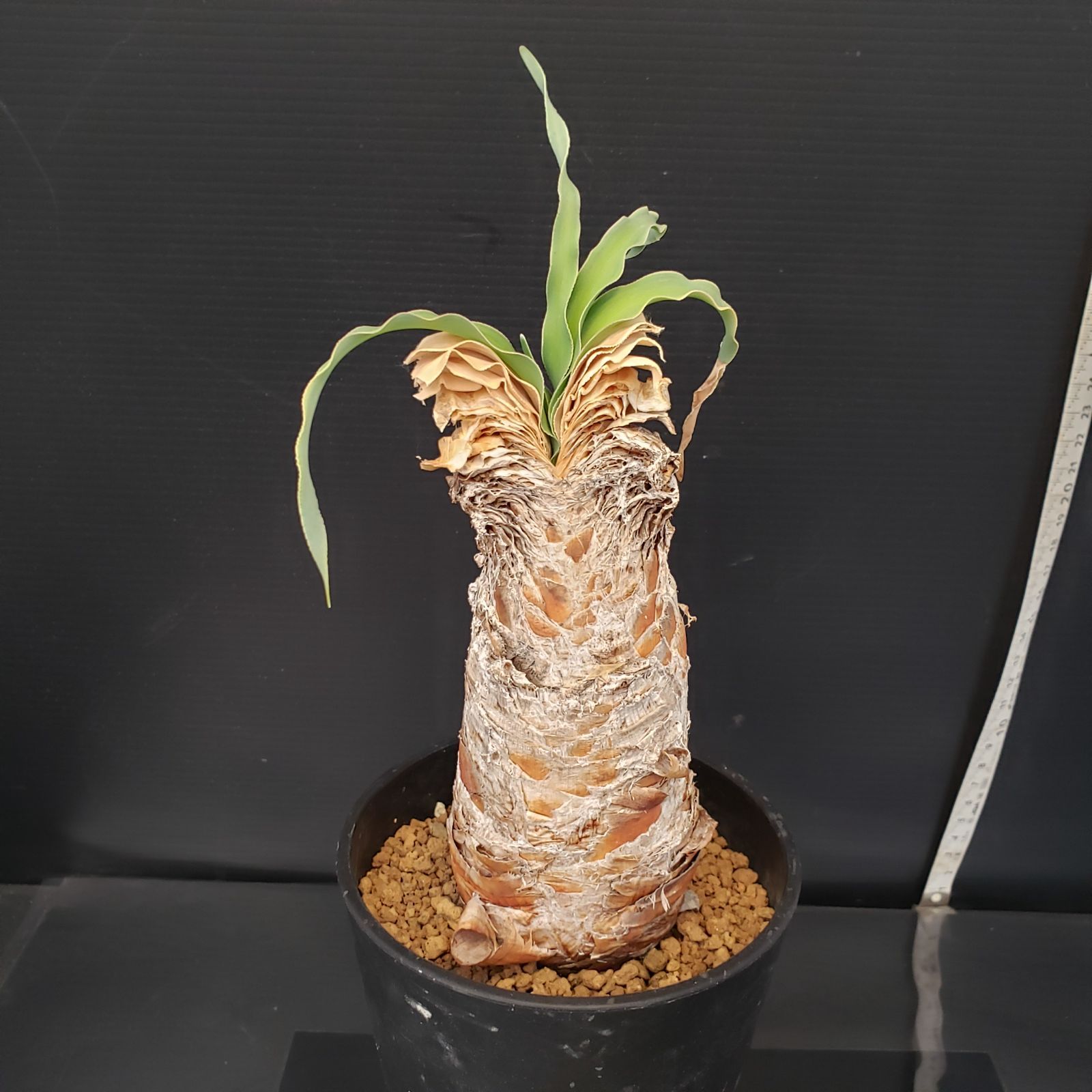 H214【自社養生株】ブーファン ディスティチャ（現地球・発根株