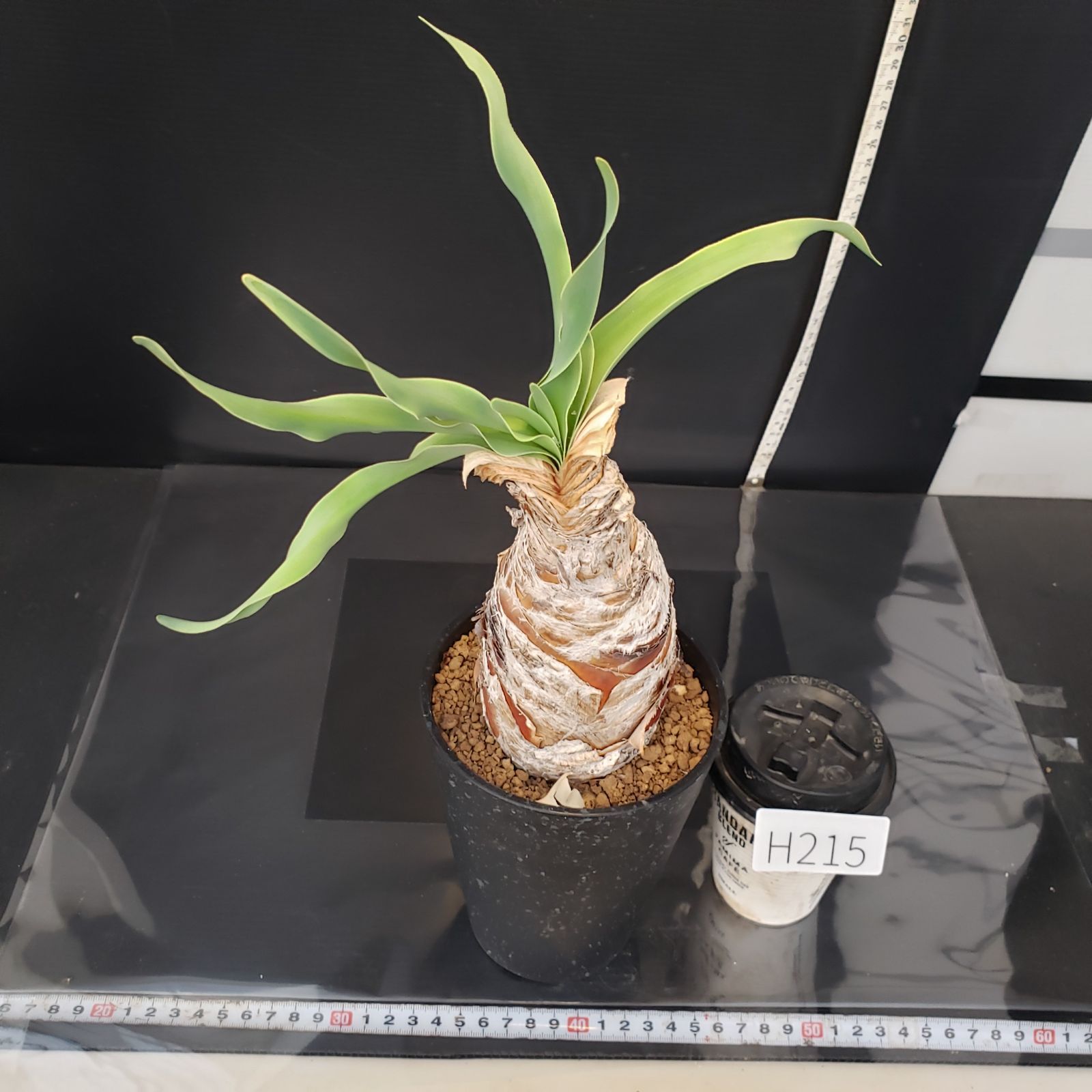 H215【自社養生株】ブーファン ディスティチャ（現地球・発根株