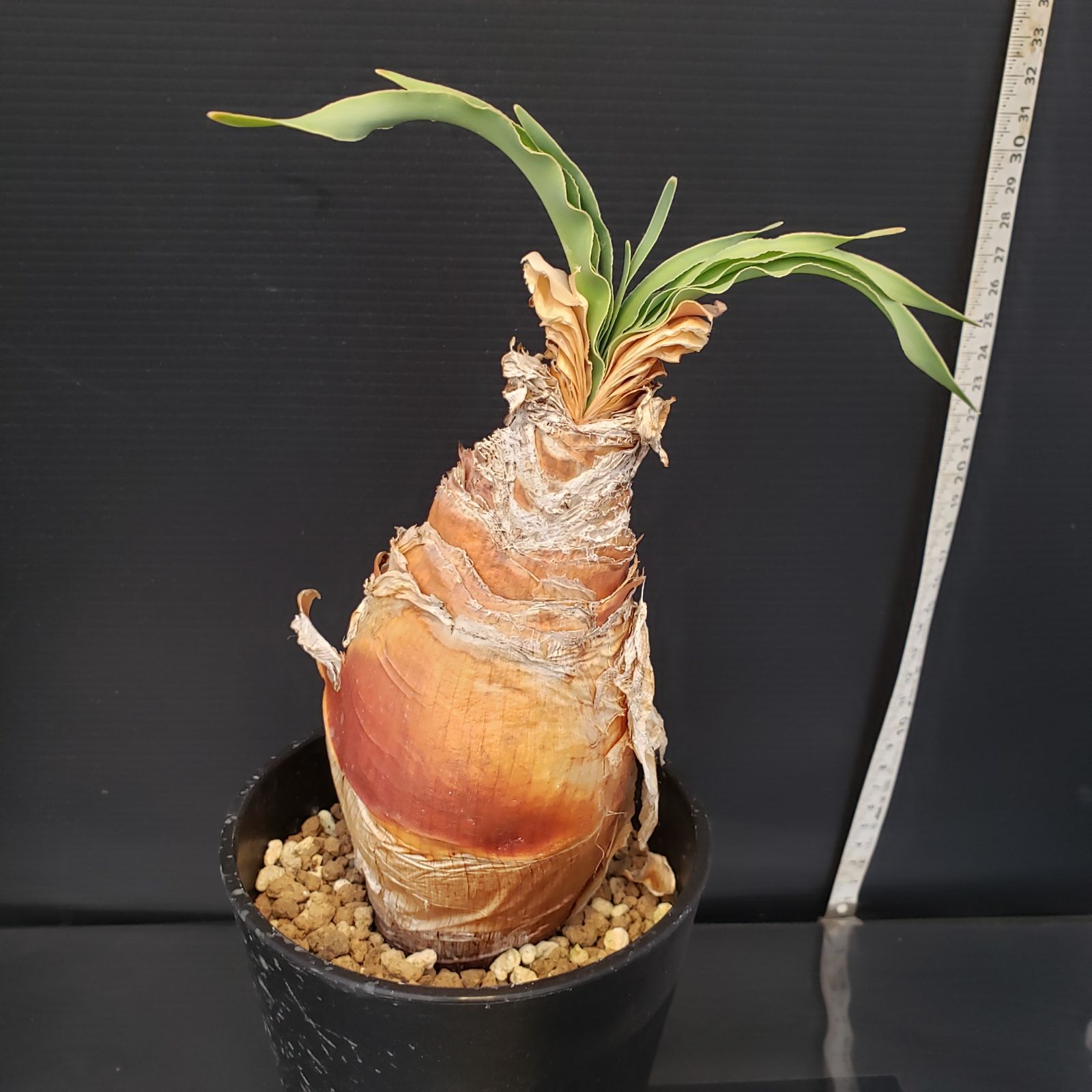 H216【自社養生株】ブーファン ディスティチャ（現地球・発根株