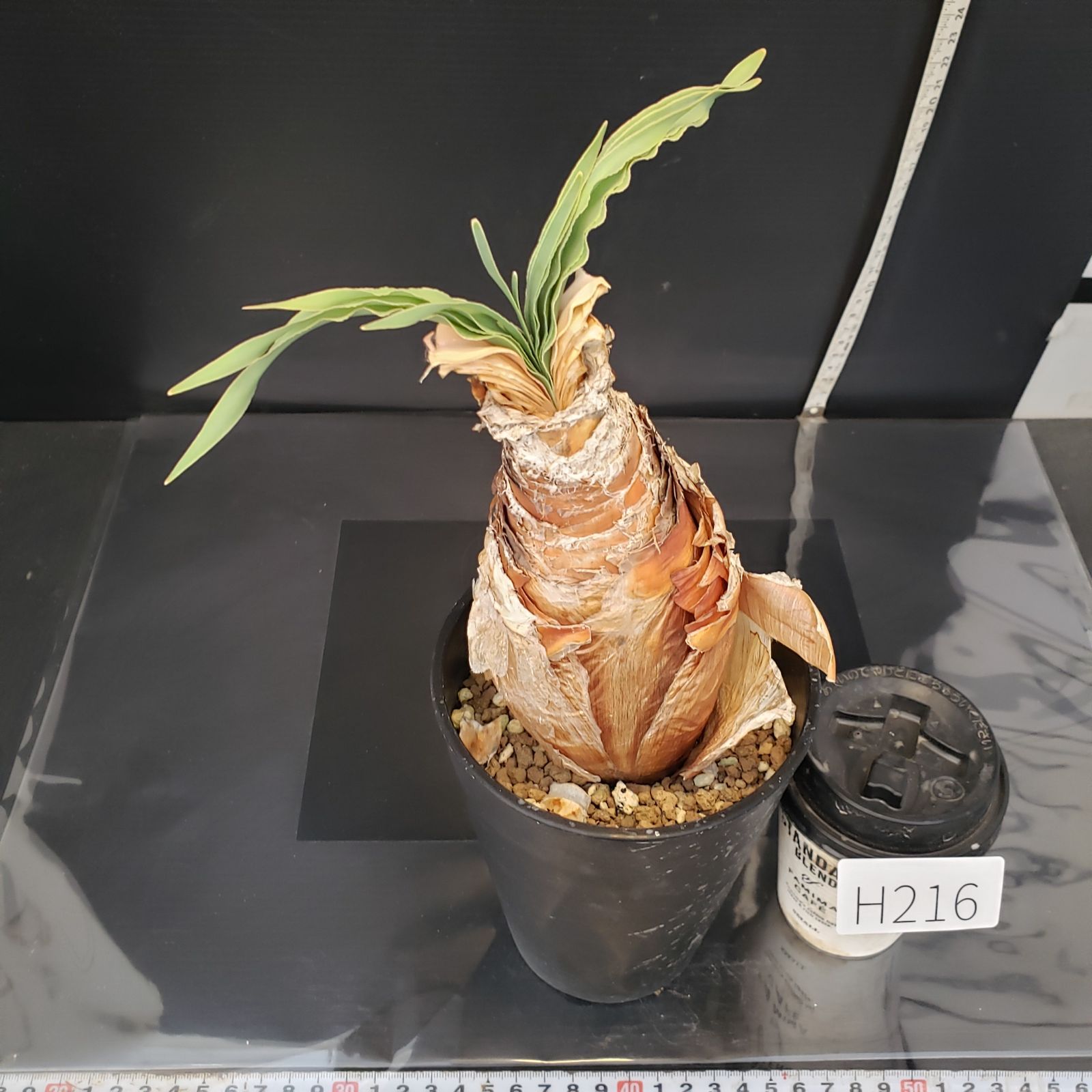 H216【自社養生株】ブーファン ディスティチャ（現地球・発根株