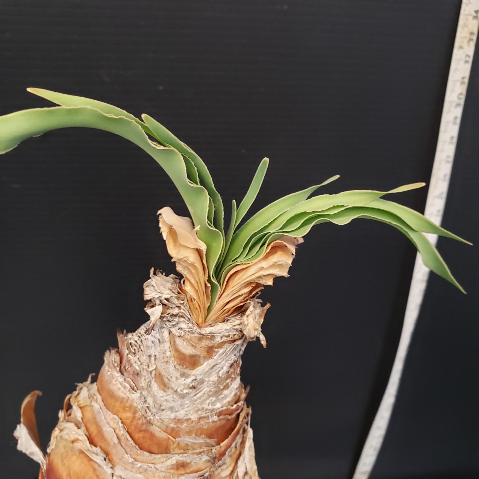 H216【自社養生株】ブーファン ディスティチャ（現地球・発根株