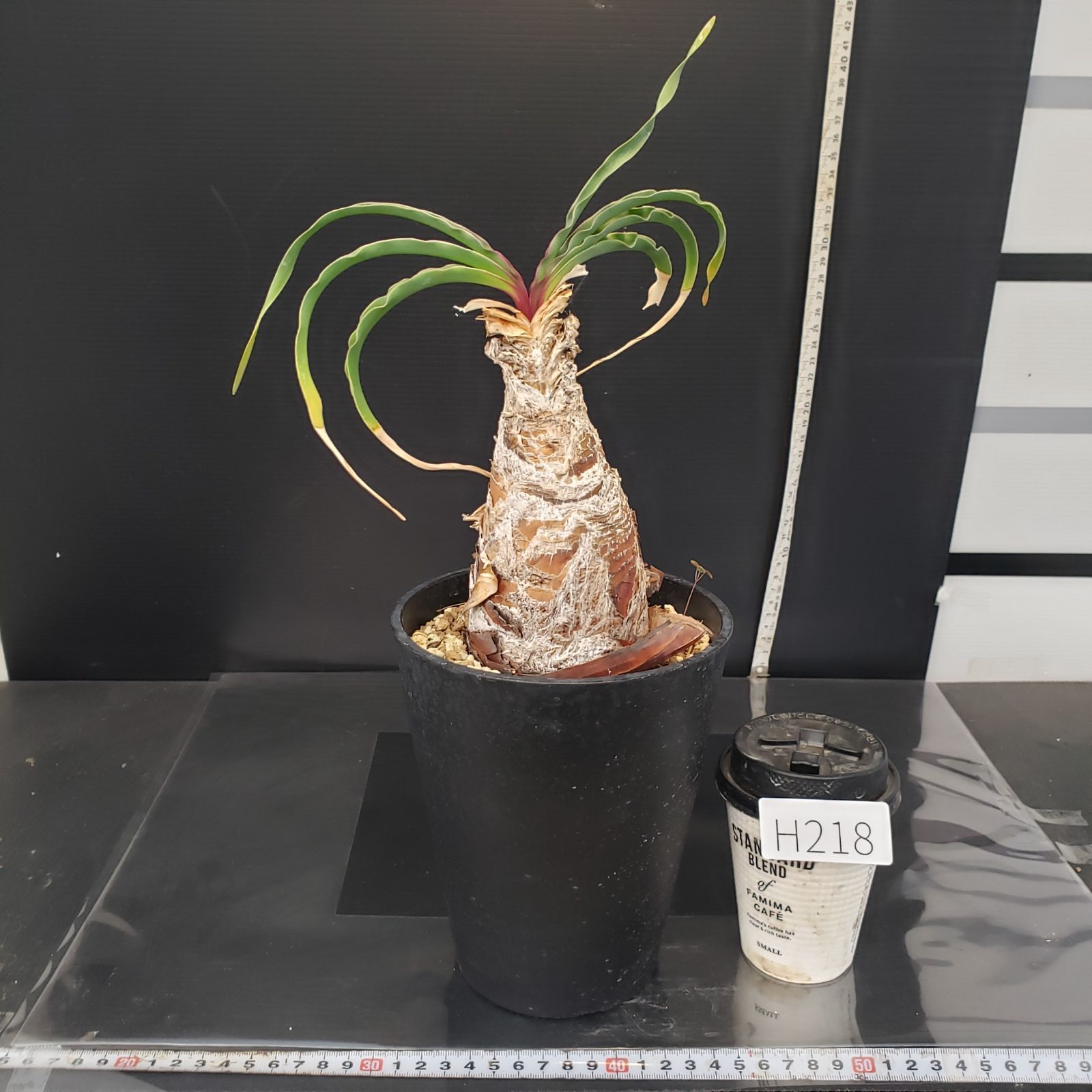 H218【自社養生株】ブーファン ディスティチャ（現地球・発根株