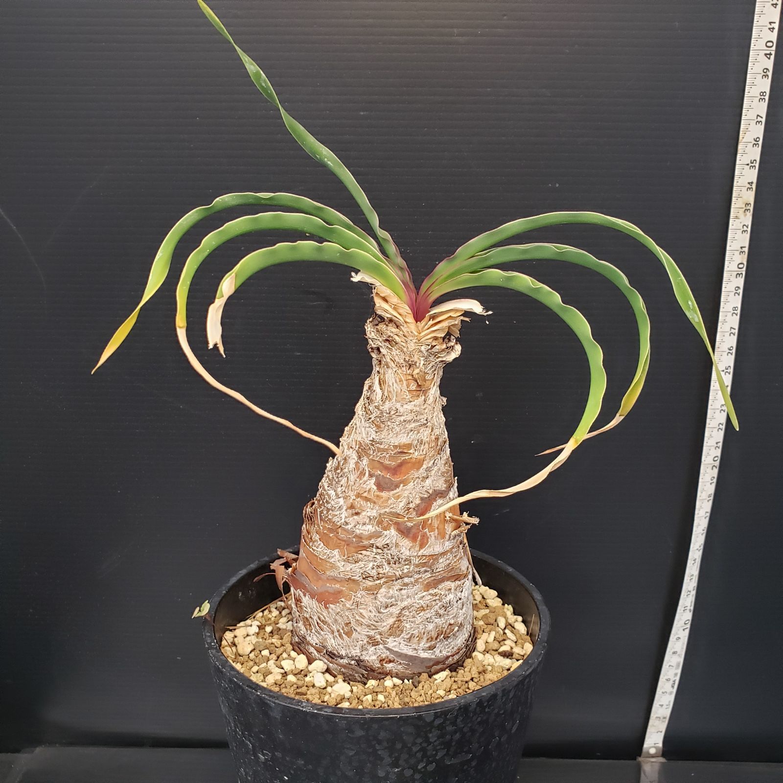 ブーファン　ディスティチャ　4号鉢 c 球根植物 園芸ネット本店｜[ザ・ファームセレクト]ブーファン：ディスティチャ 4