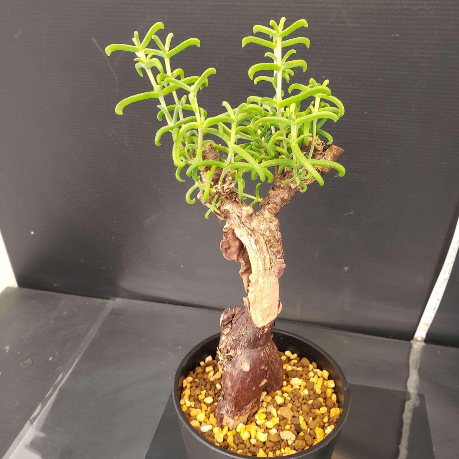 H219【自社養生株】メストクレマ（現地球・発根株・鉢植え）【塊根植物